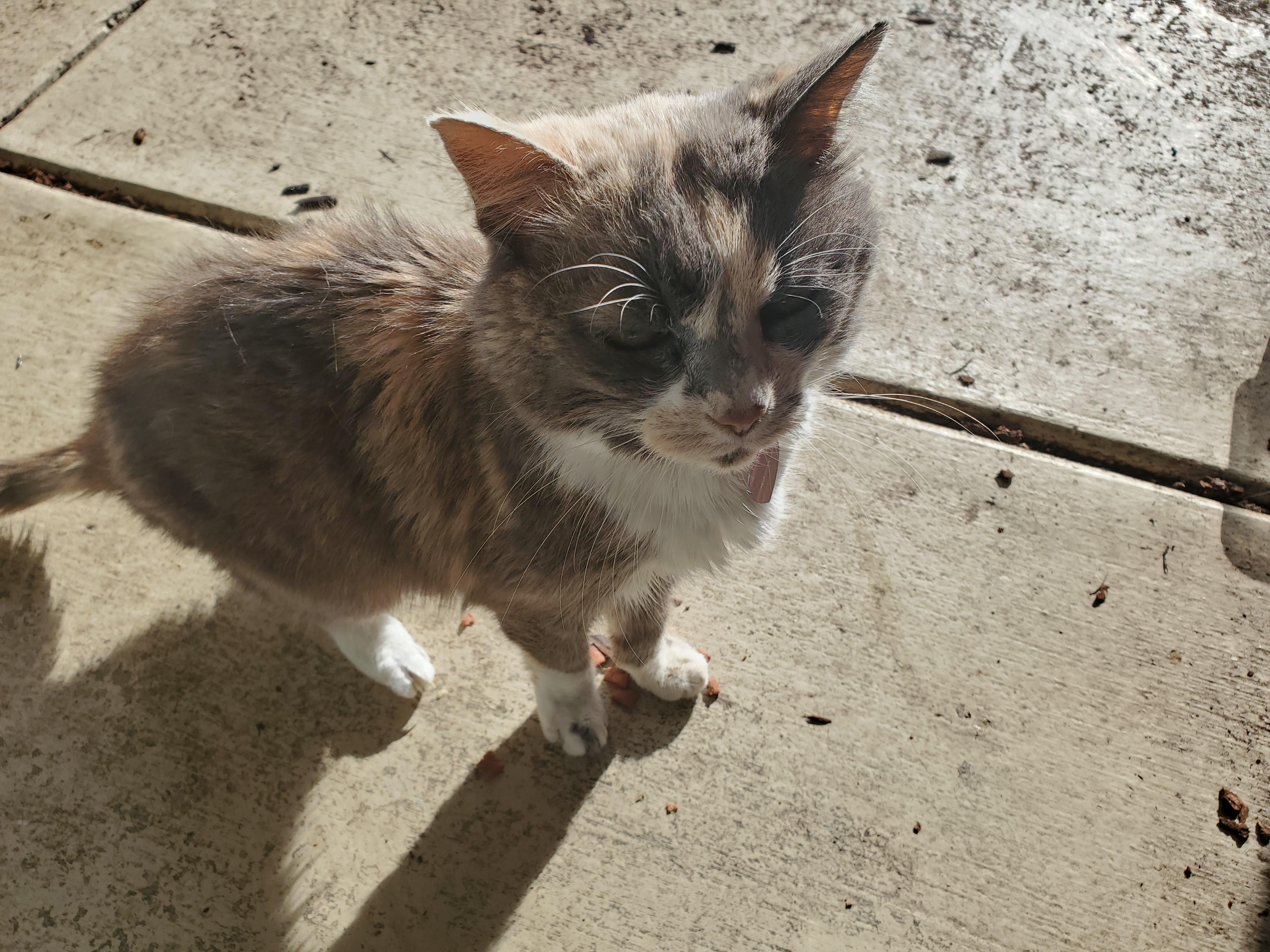 10000 best Standing Cat images on Pholder Cats