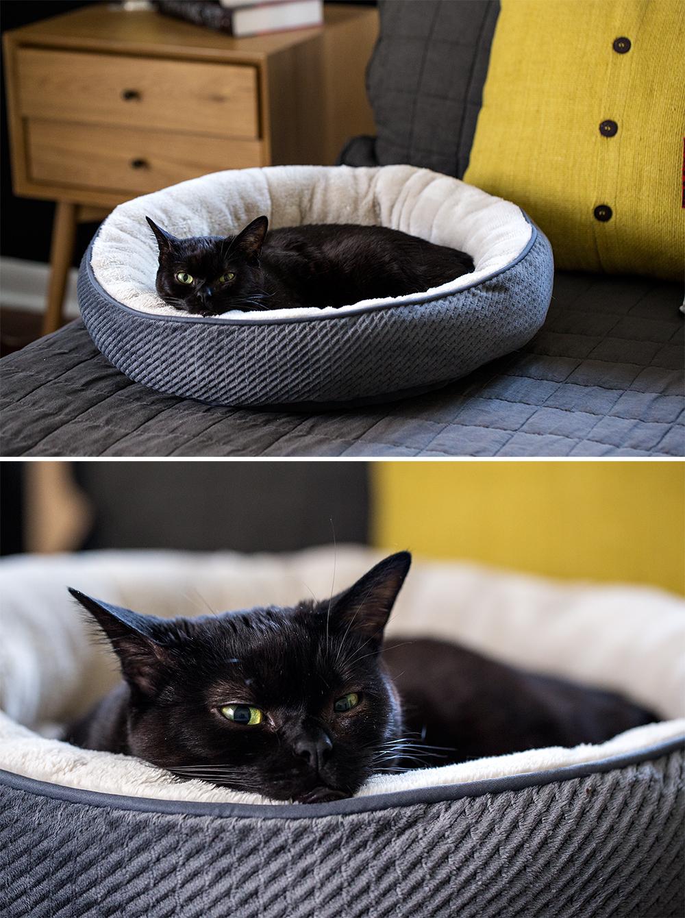 Buying this little bed for my bed was the best 10 I've ever spent. It