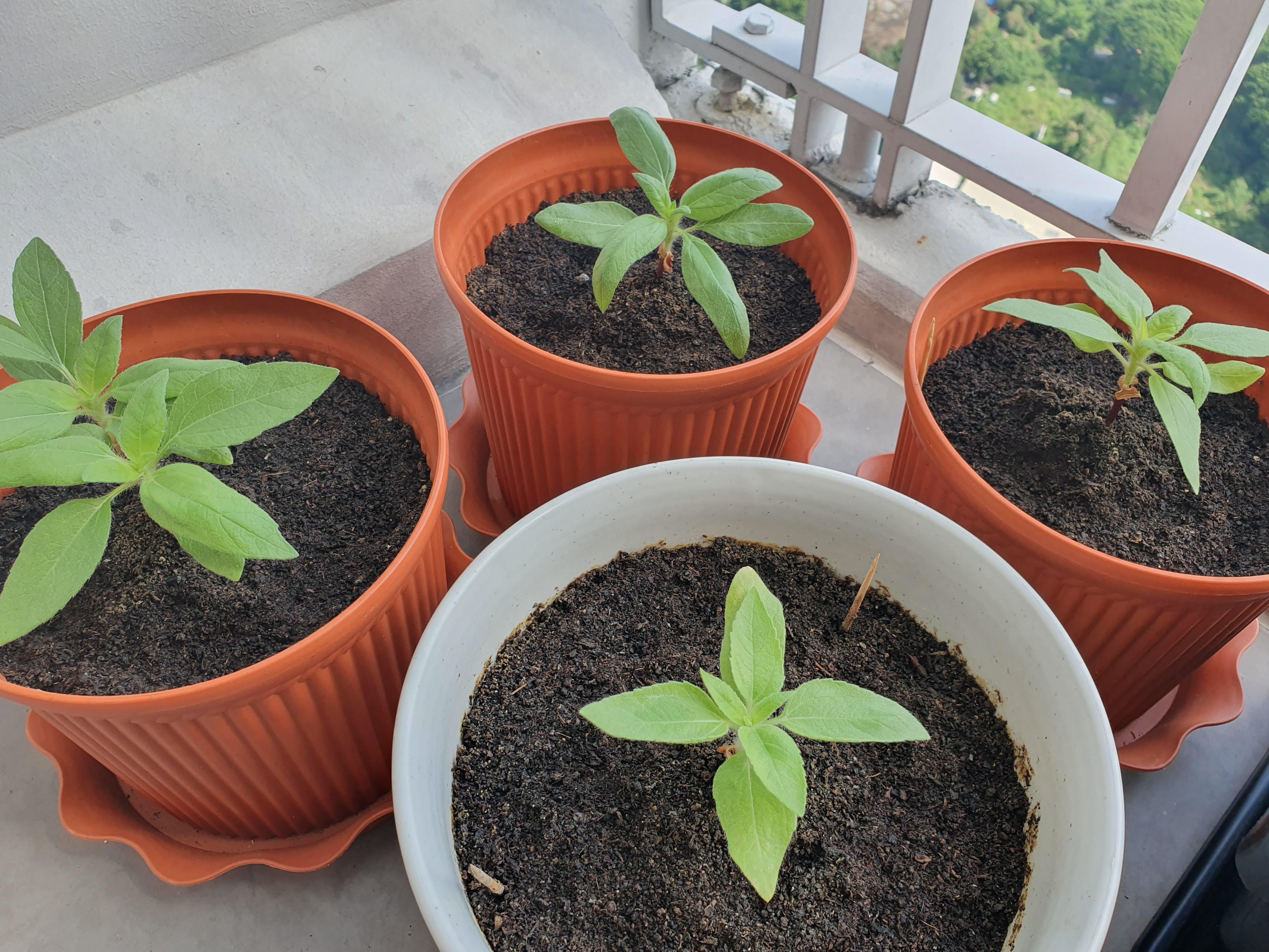 1st time growing sunflowers. Why are they not growing tall just