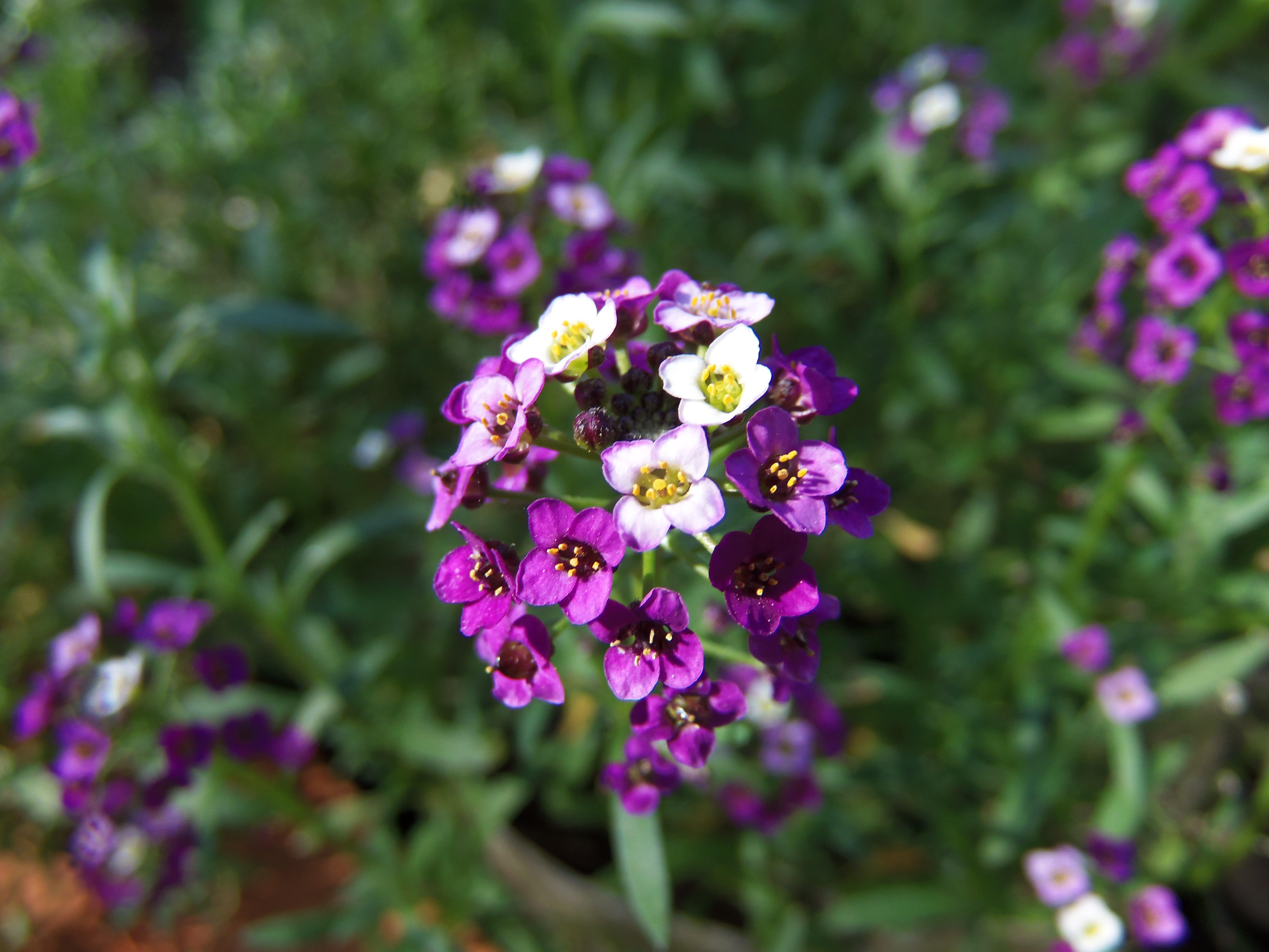Honey Flowers (Lobularia maritima), they smell like honey 💜 r/flowers