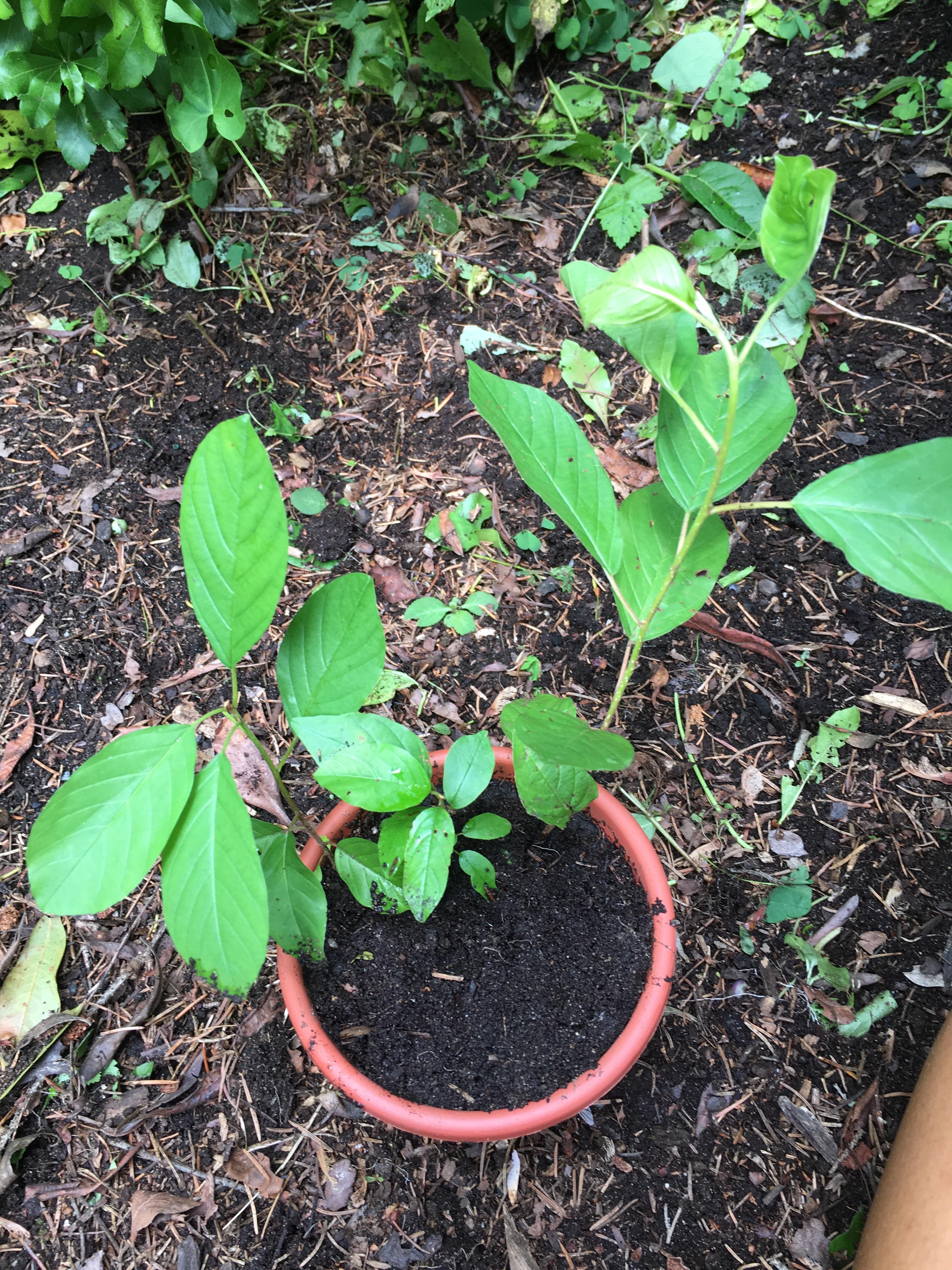 Is this a blueberry bush seedling? I'm having trouble identifying this