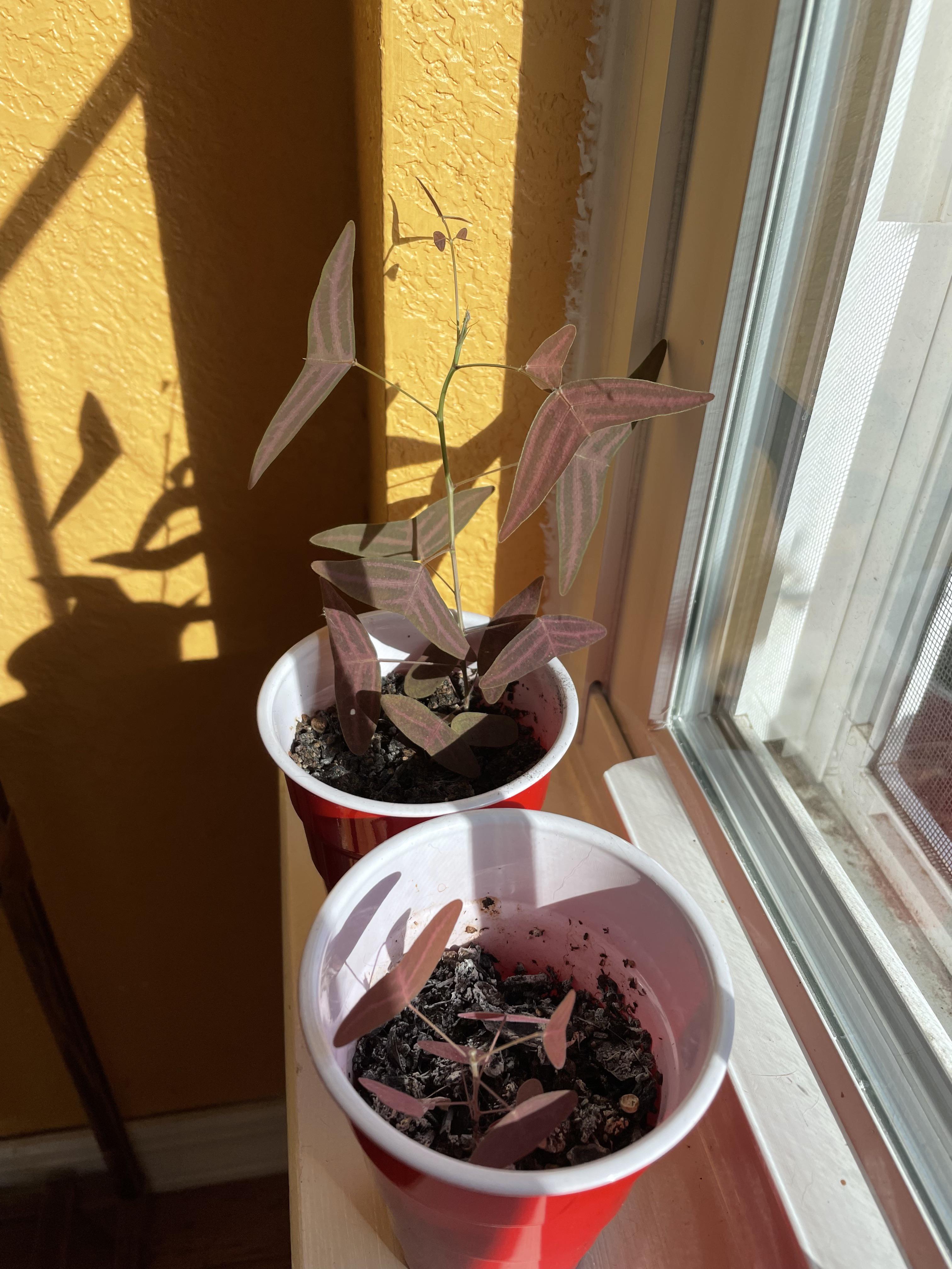 Red Butterfly Wing plants grown from seed💛 r/pinkplants
