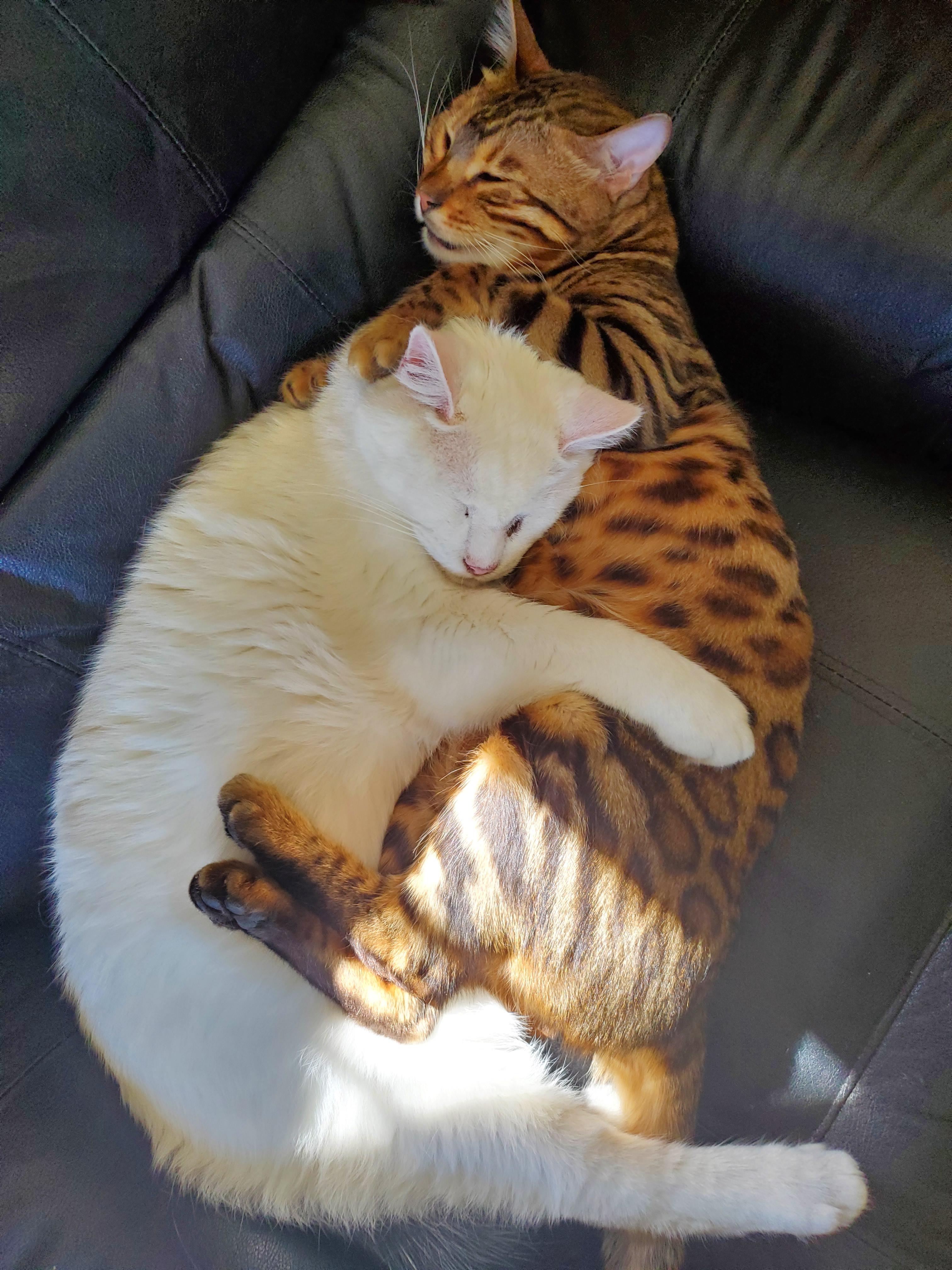 My two male cats have such a wholesome relationship. 15 years apart in