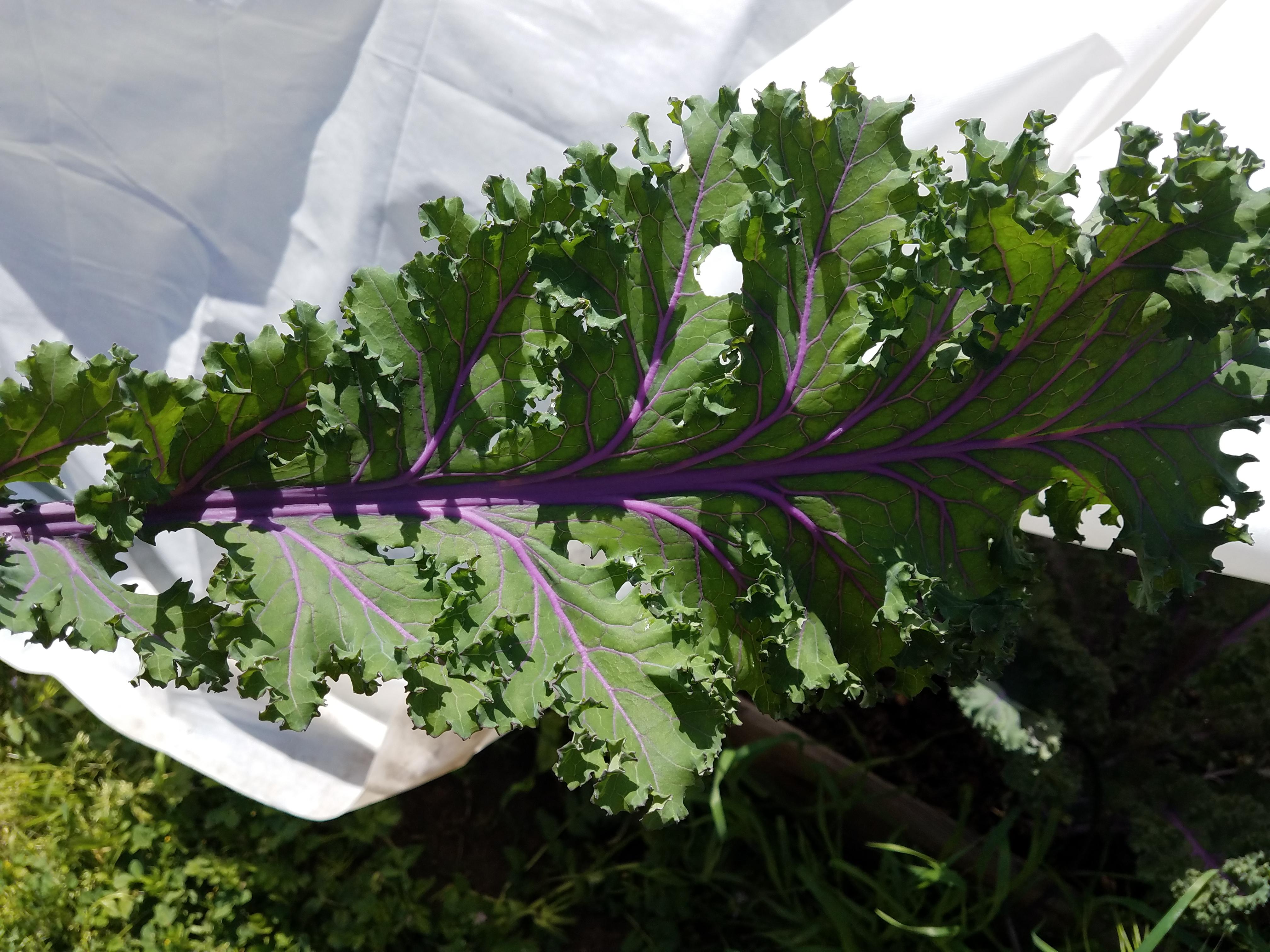 Purple kale I have growing! r/gardening