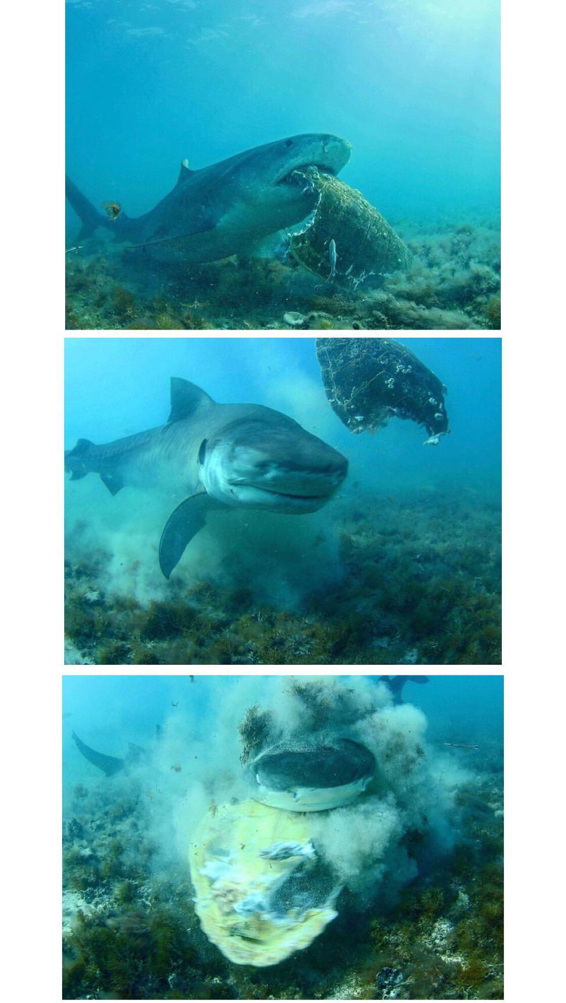 Tiger Shark vs Turtle sharks