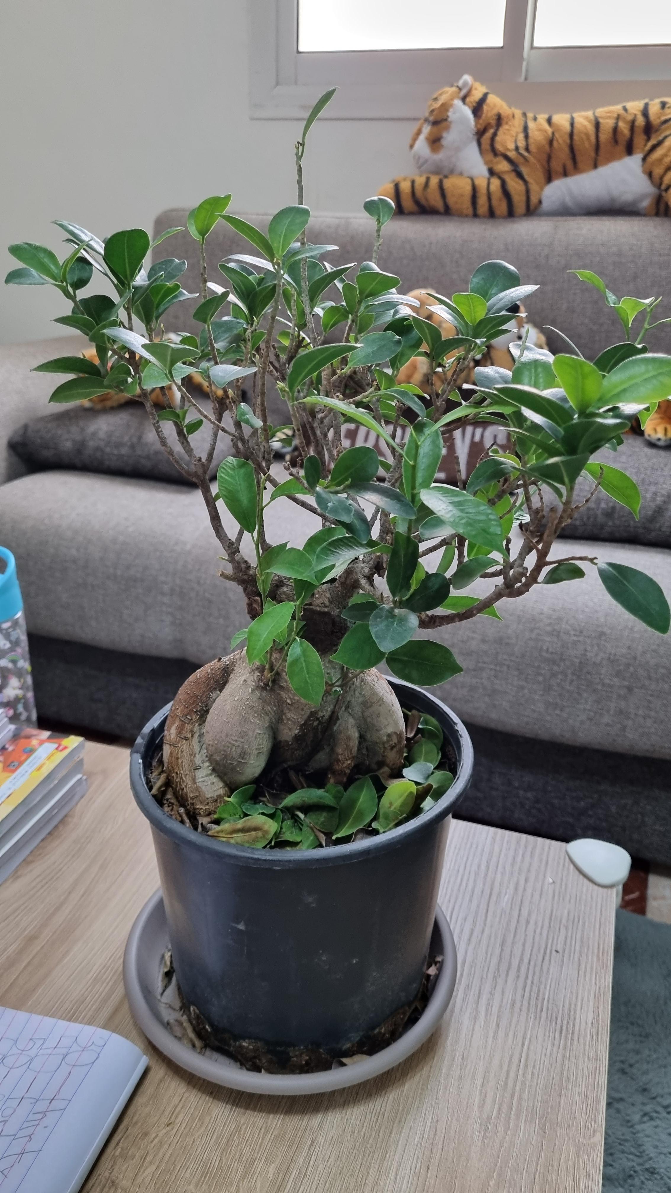 Why is My Bonsai Losing Leaves? Bonsai Nursery