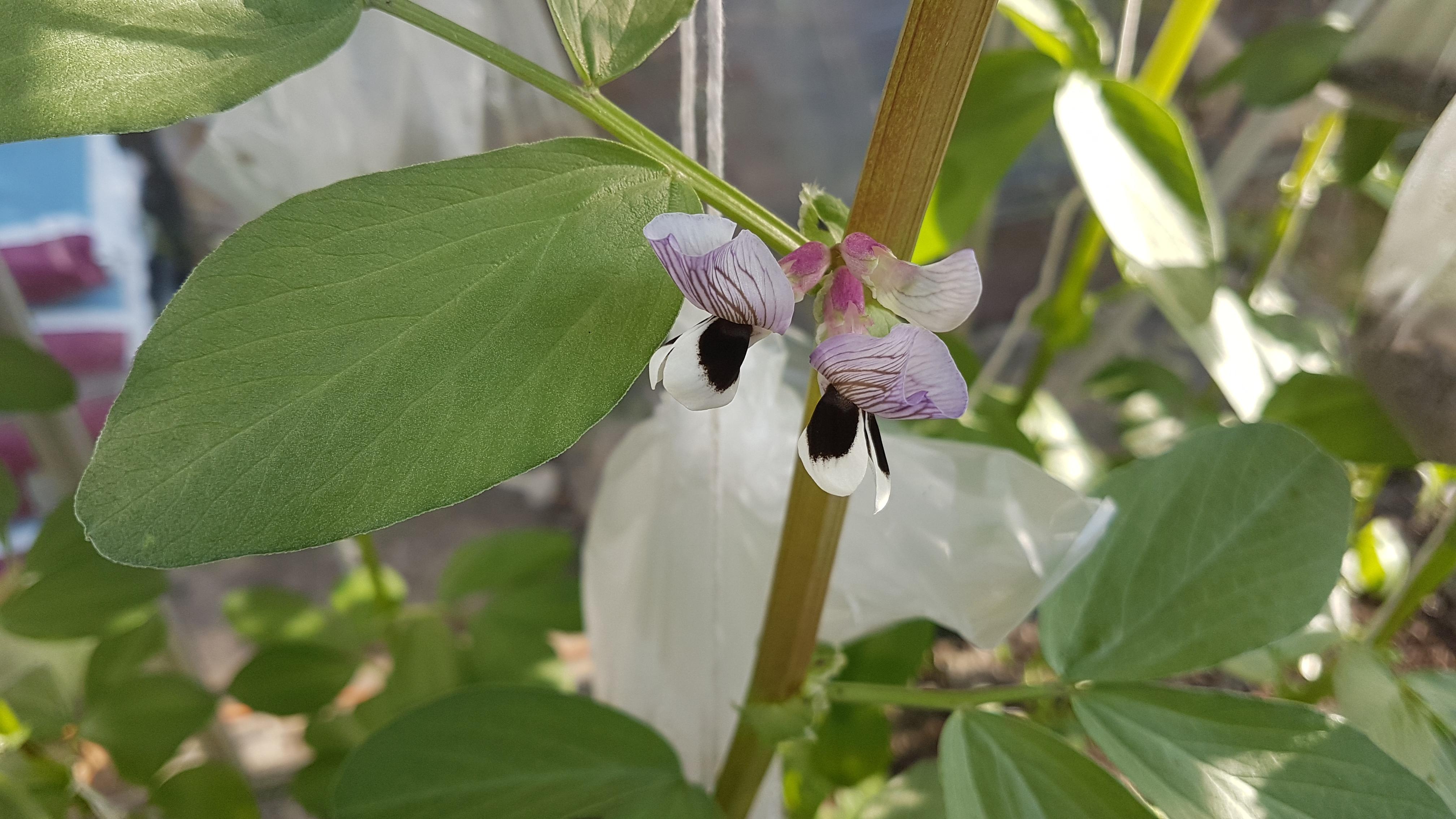 Broad bean plants flowering! r/gardening