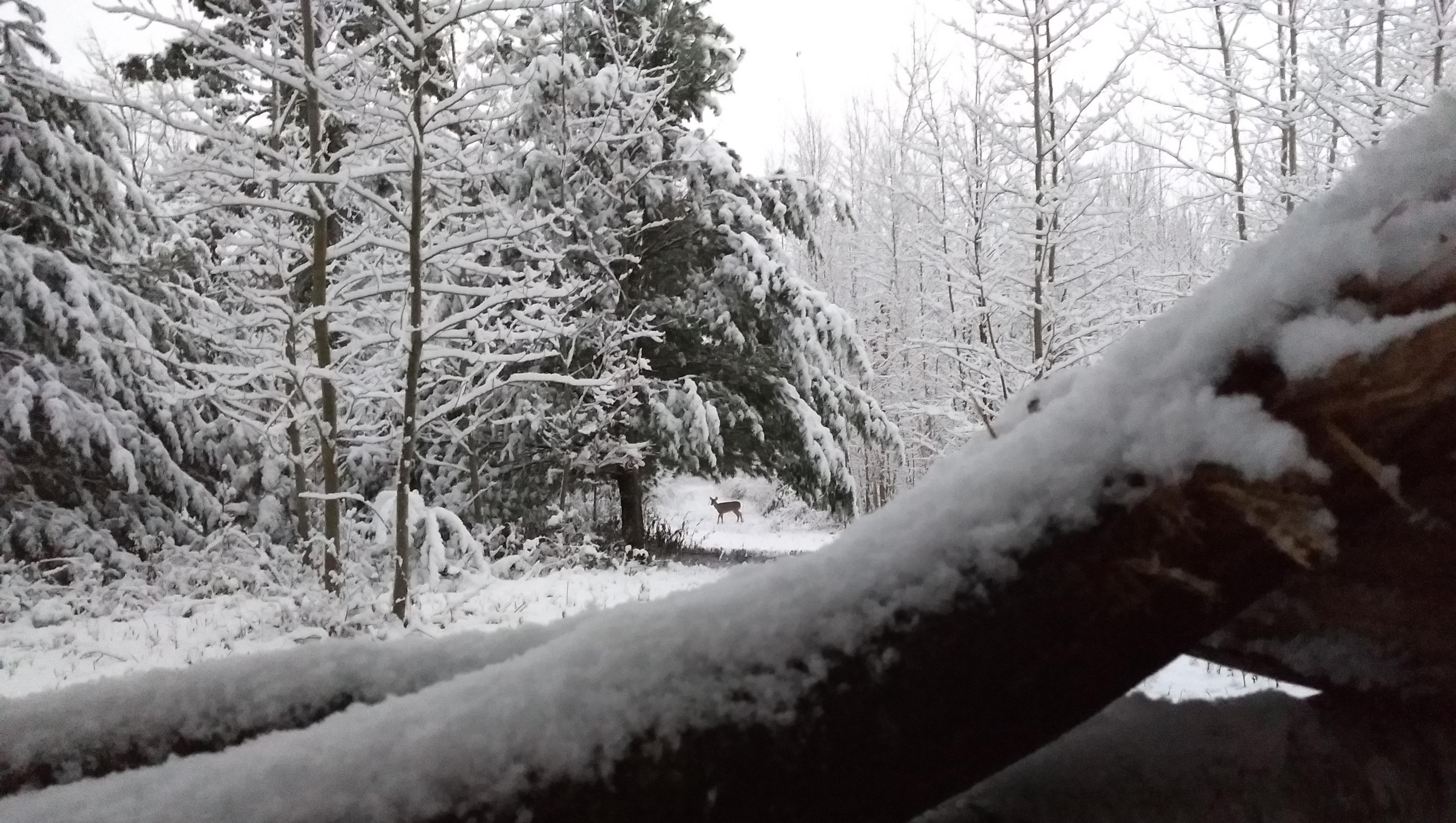 Doe in the Snow, November 16th, Gladwin County r/Michigan