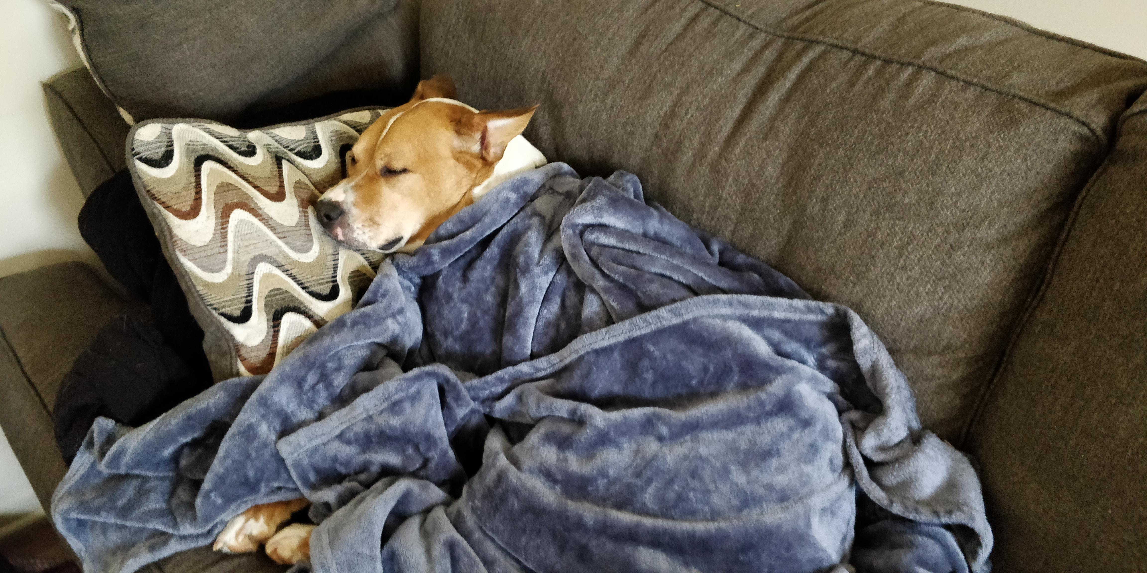 In her favorite blanket r/TuckedInPuppies