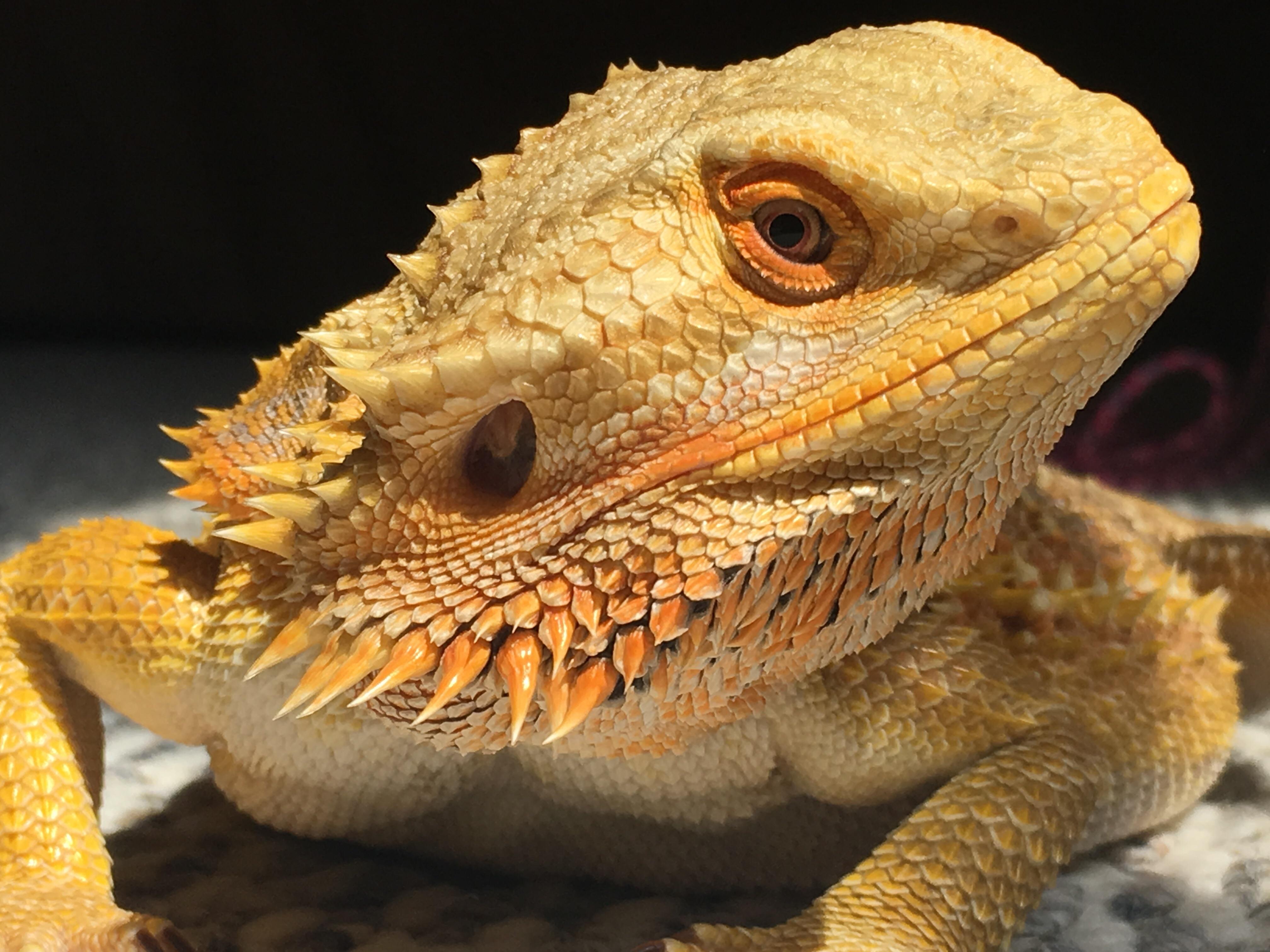 Ayla and we celebrate Dragon Day.