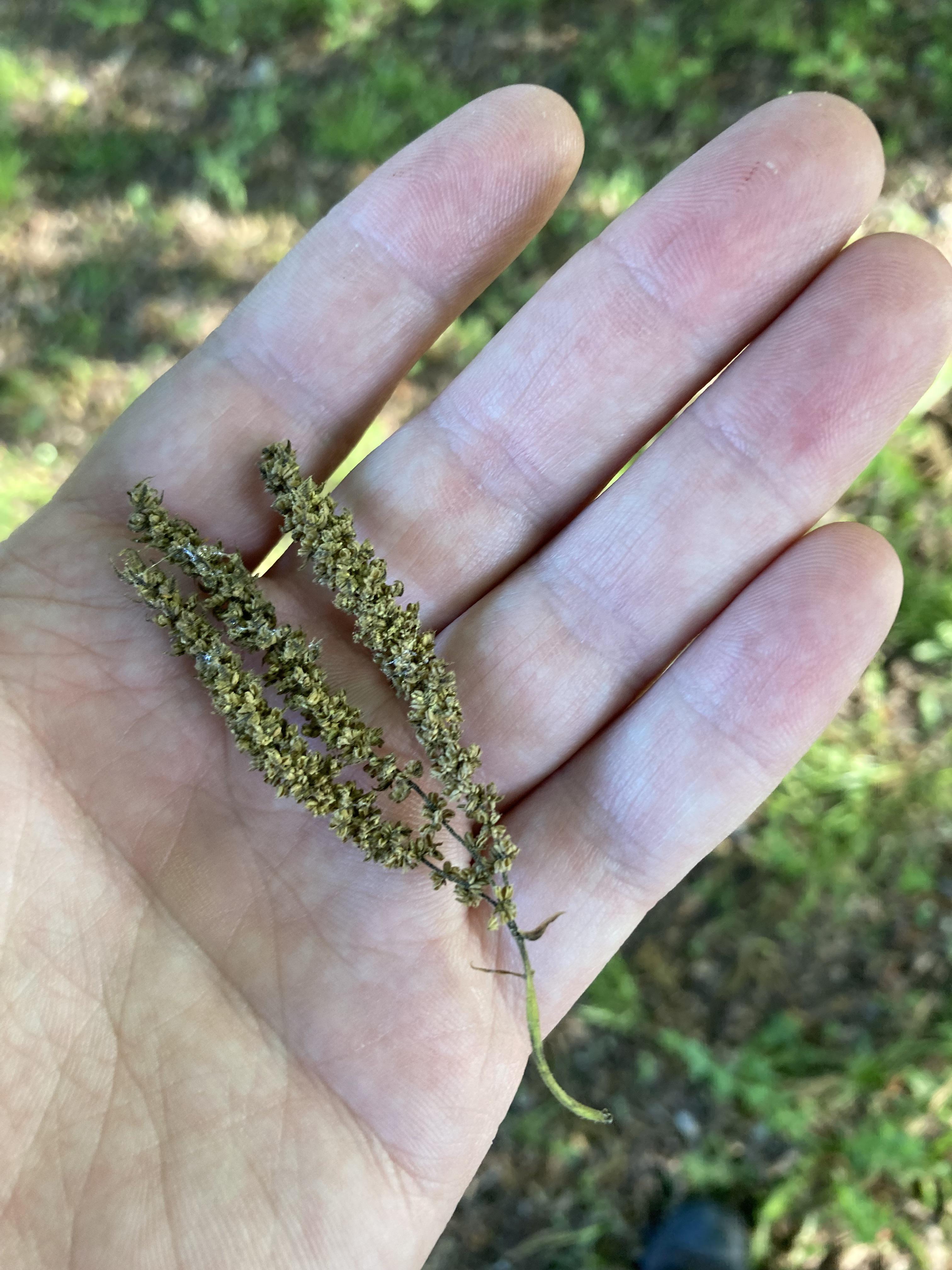 Charlotte, North Carolina. These are all over my yard and my dog won’t