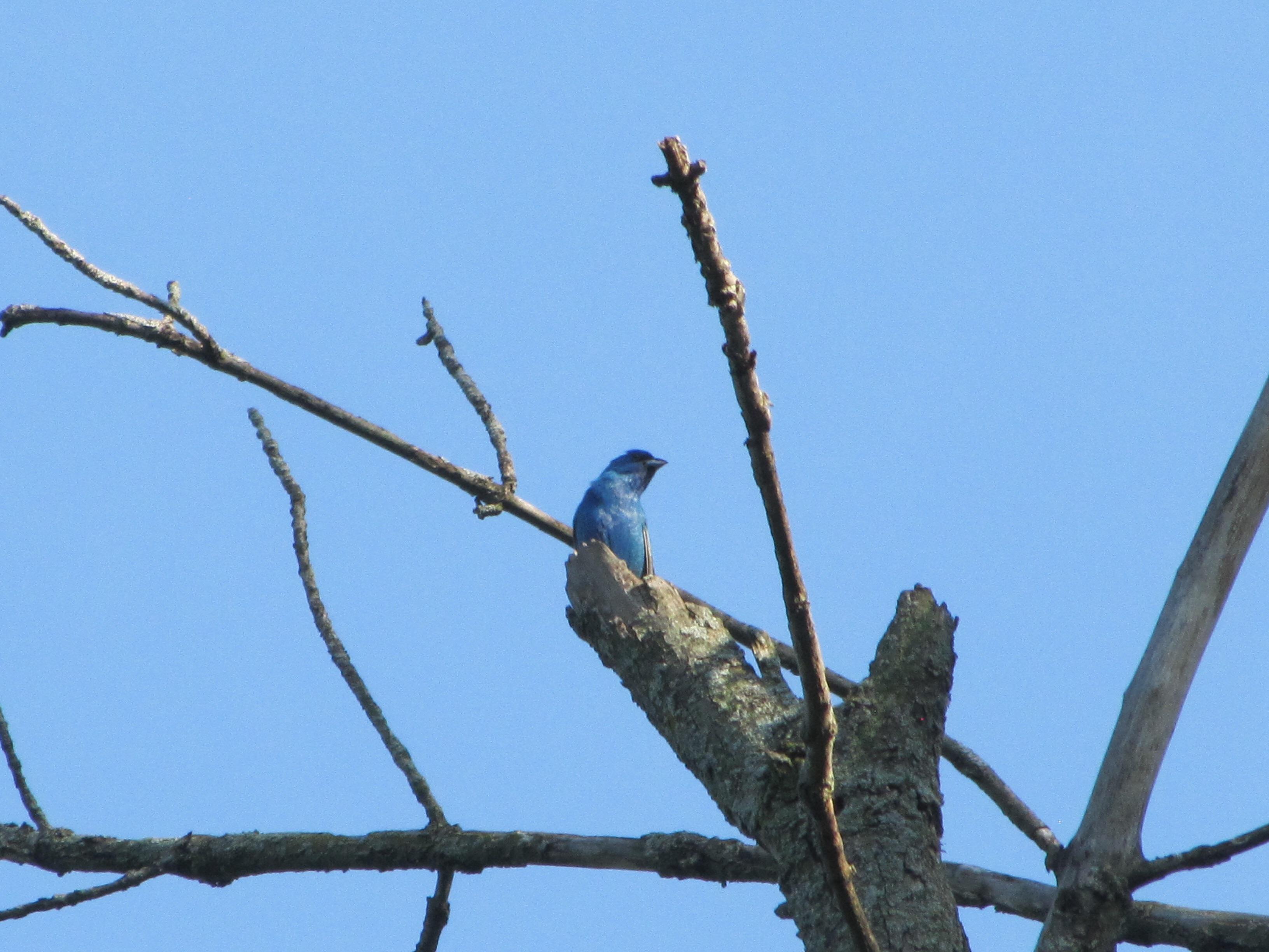 Indigo bunting Ohio r/birding