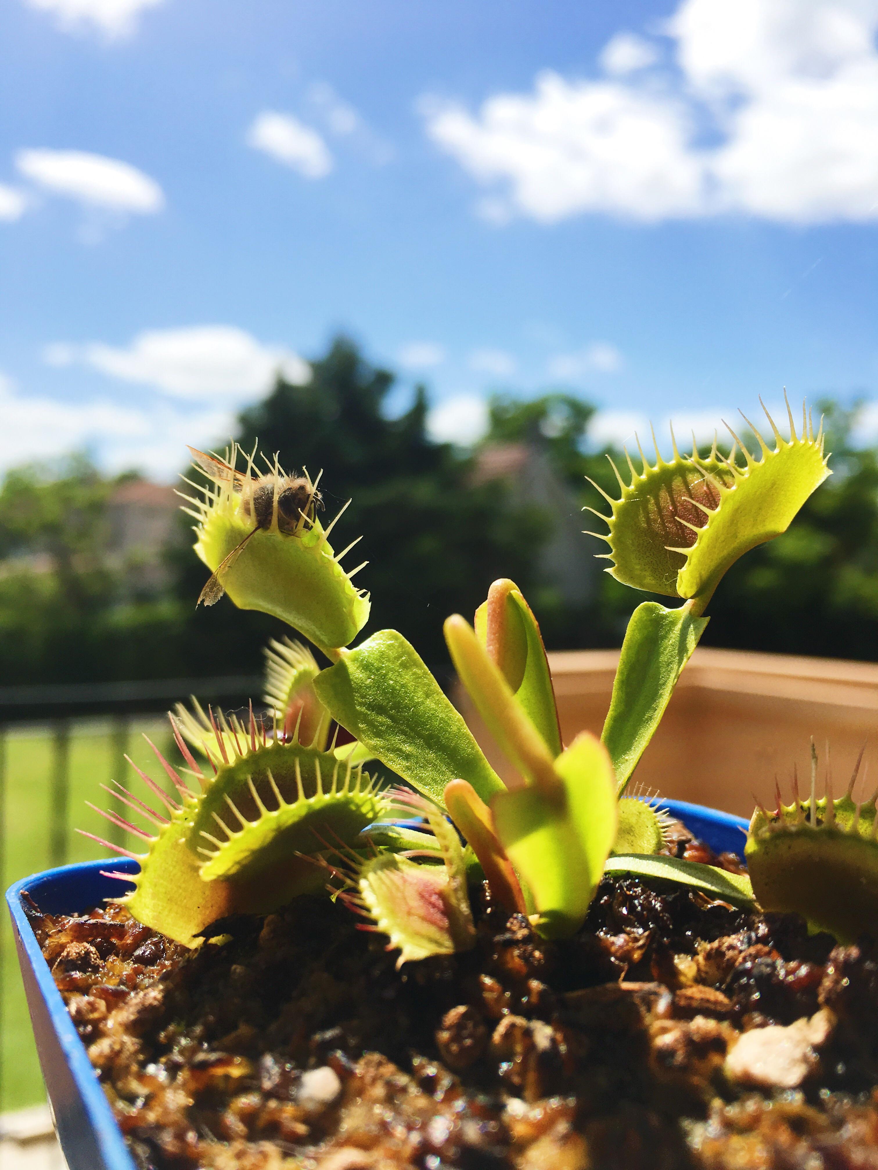 My Venus flytrap eating a bee r/SavageGarden