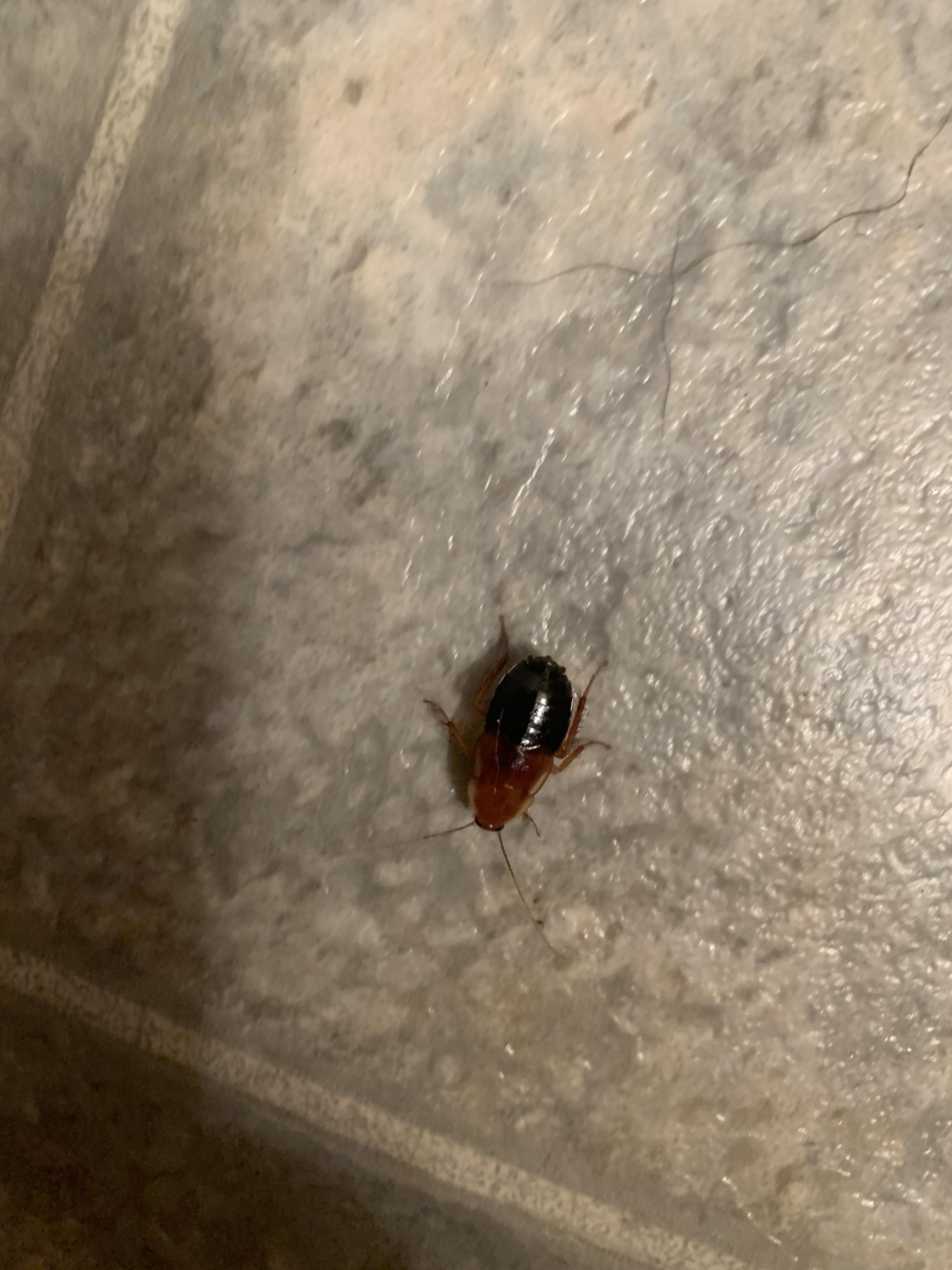 What kind of roach is this? Found in United States, Arkansas. r/roaches