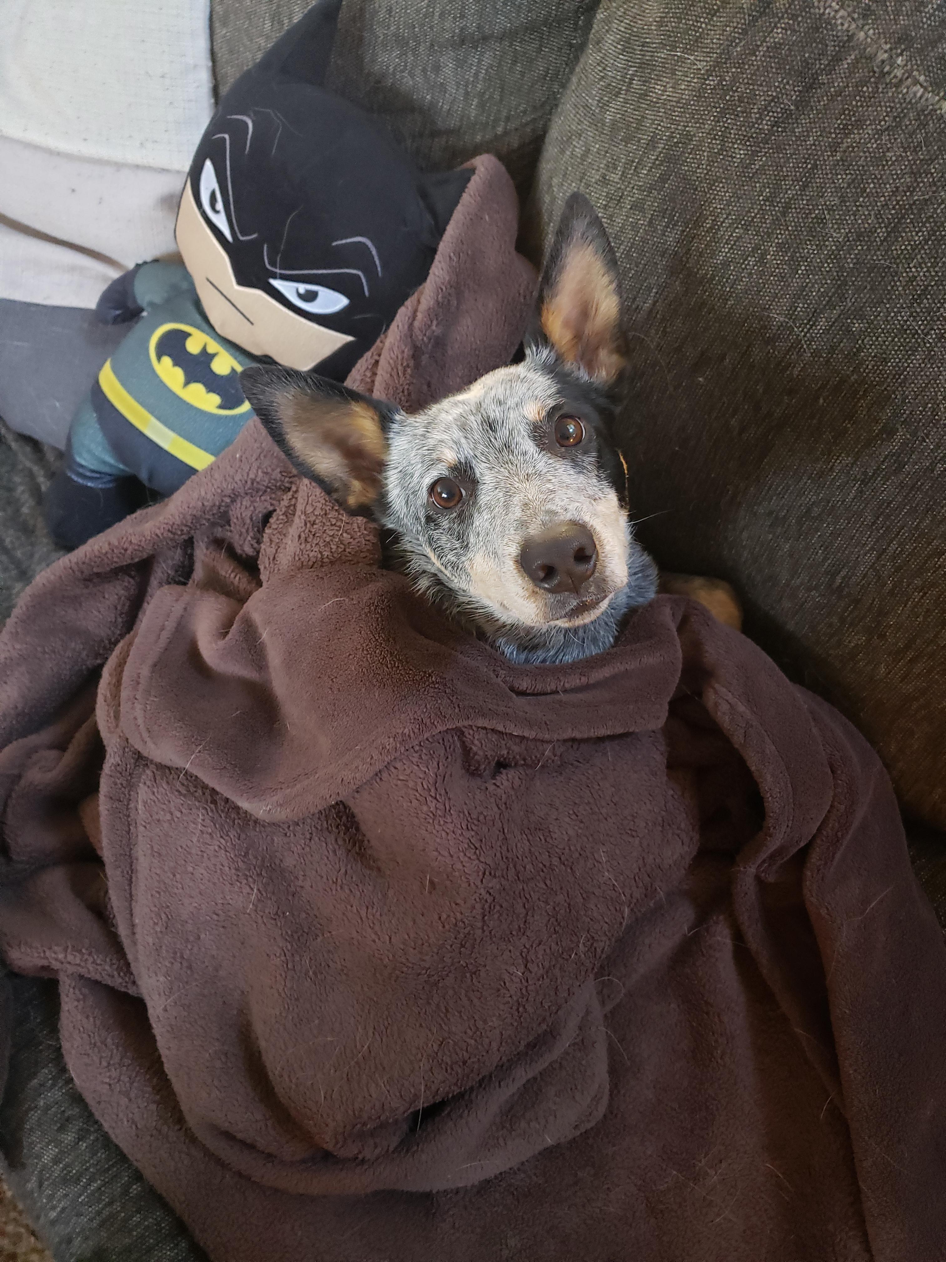 She loves being wrapped up in blankets r/AustralianCattleDog