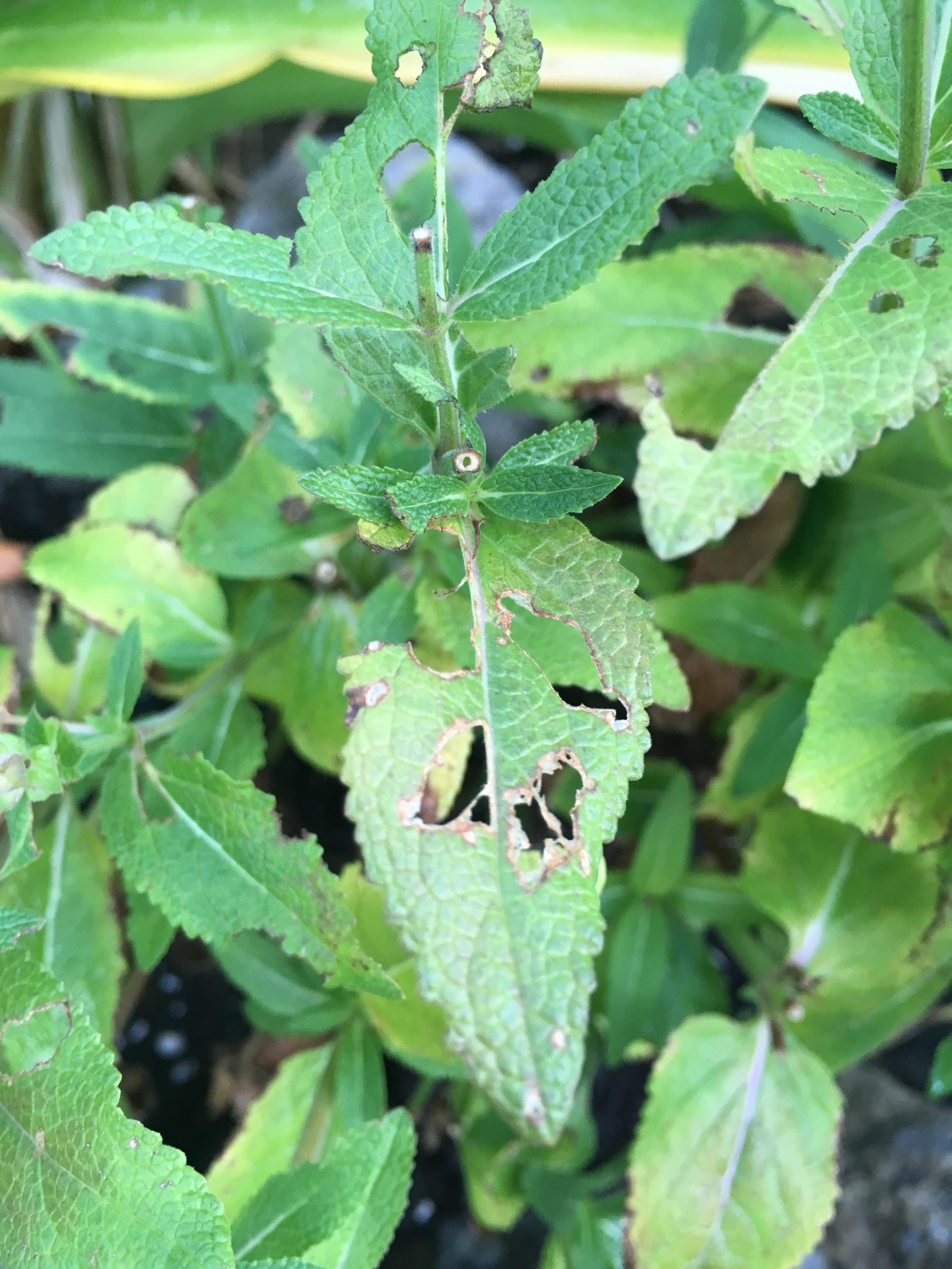 What’s eating my salvia leaves? r/garden_maintenance