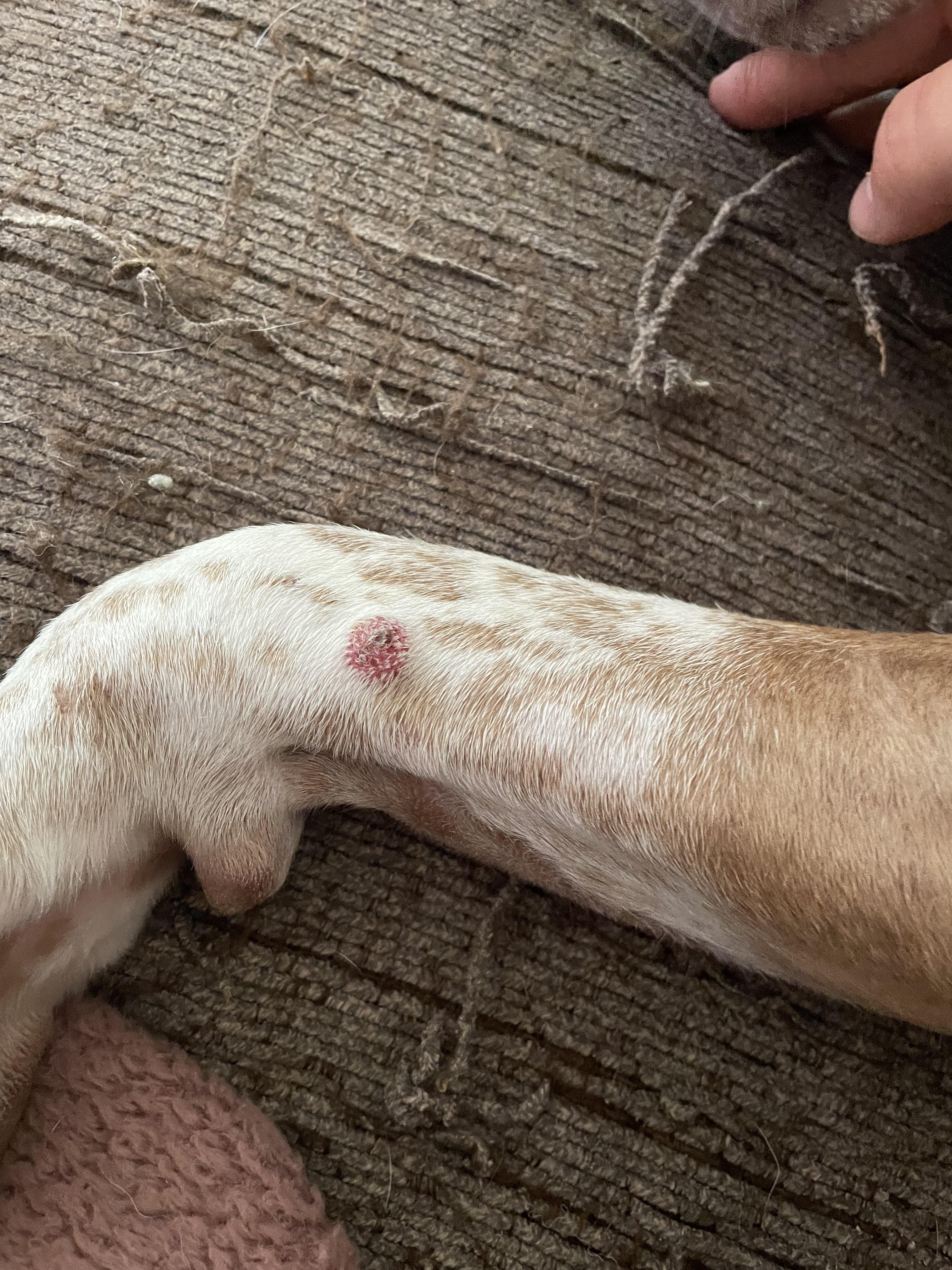 Any advice on what this bump on my dog’s foot might be? I just noticed