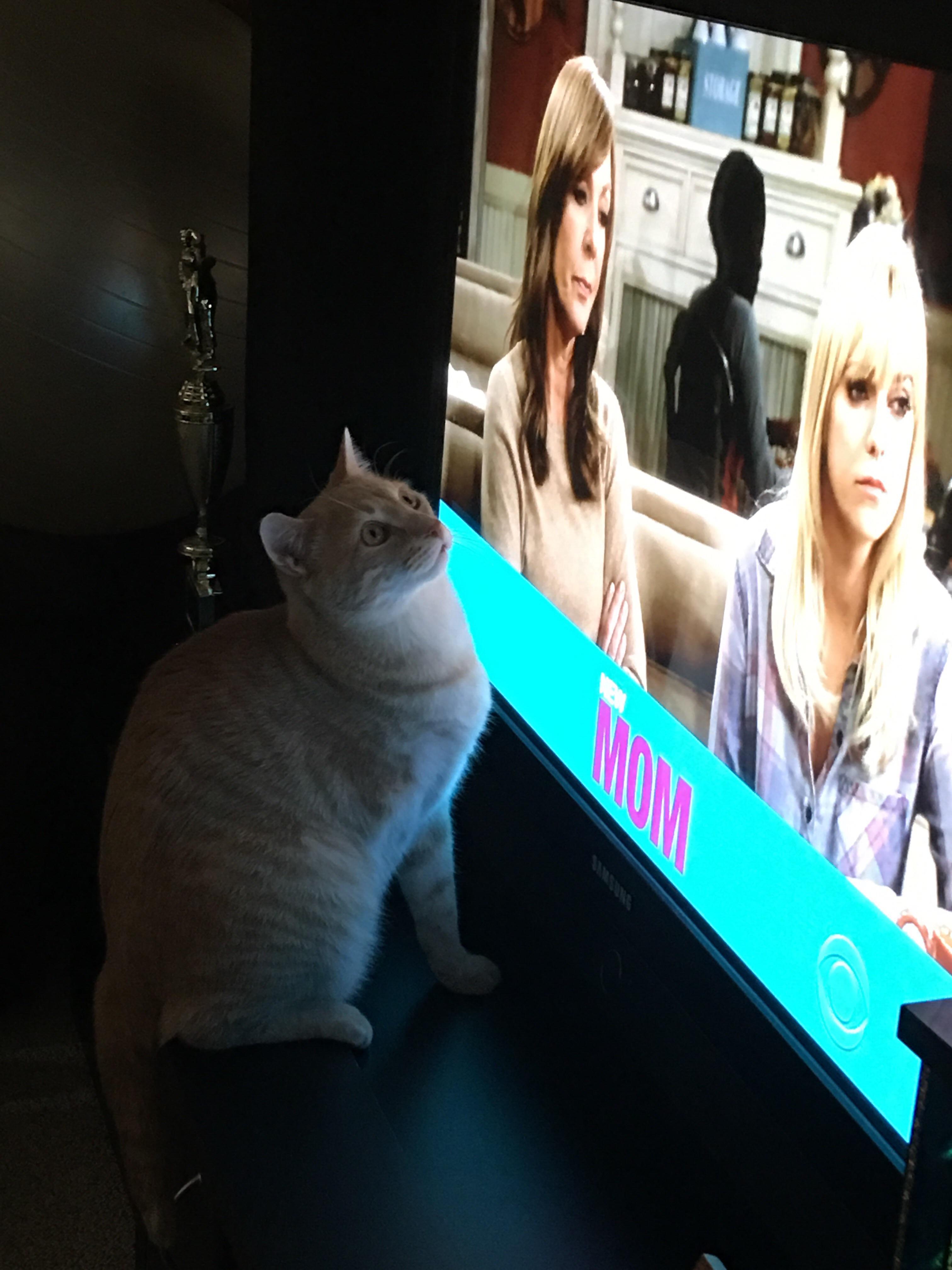 Cat watches the T.V r/youseeingthisshit