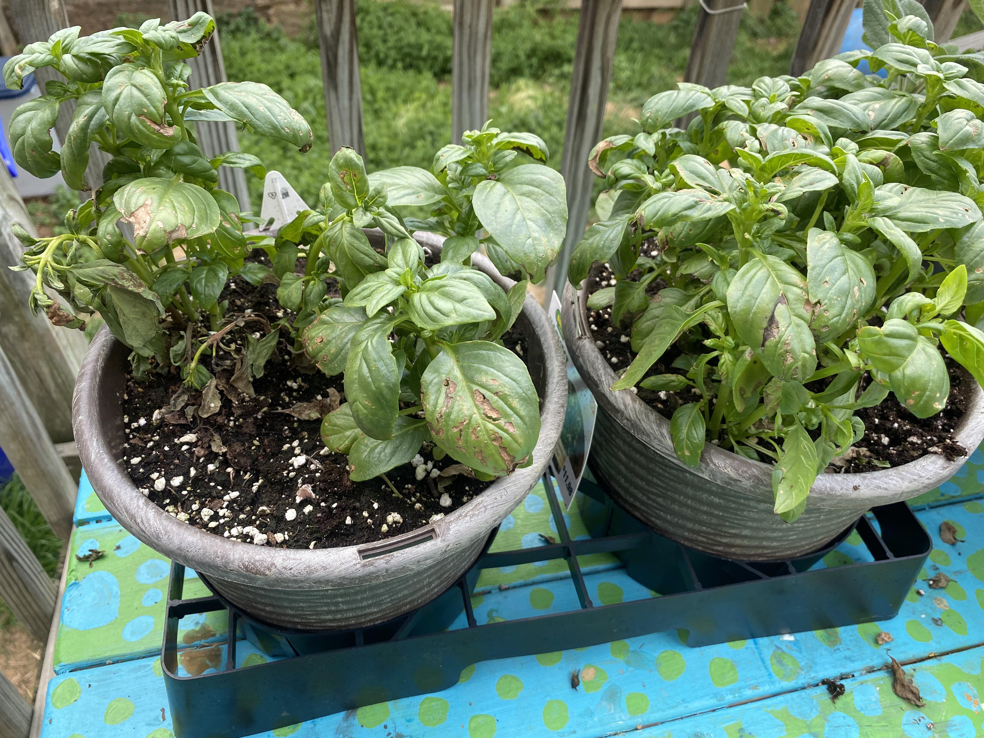 Do these basil plants look ok to plant? They came from Home Depot. r
