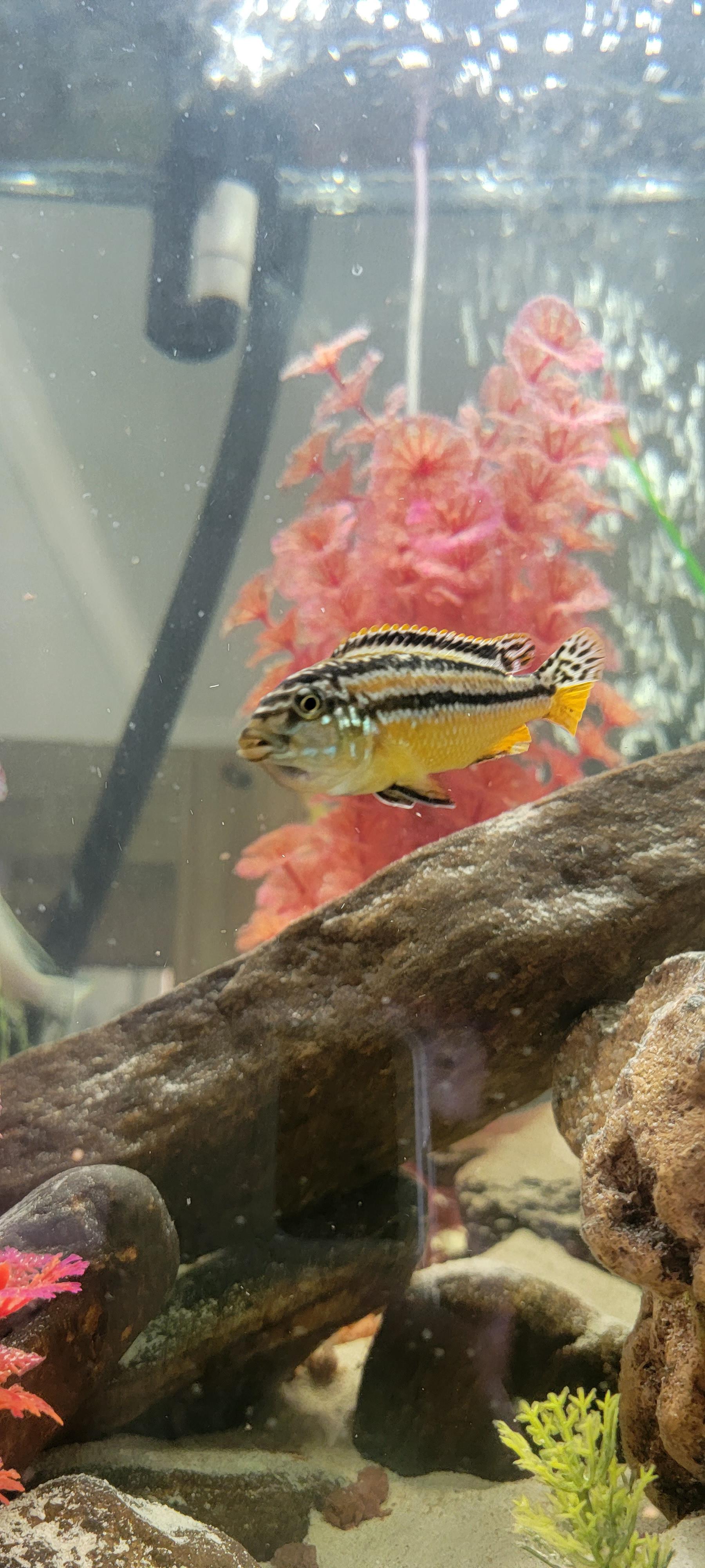 Having babies, how can we profit off this? Do LFS sell customer fry? I