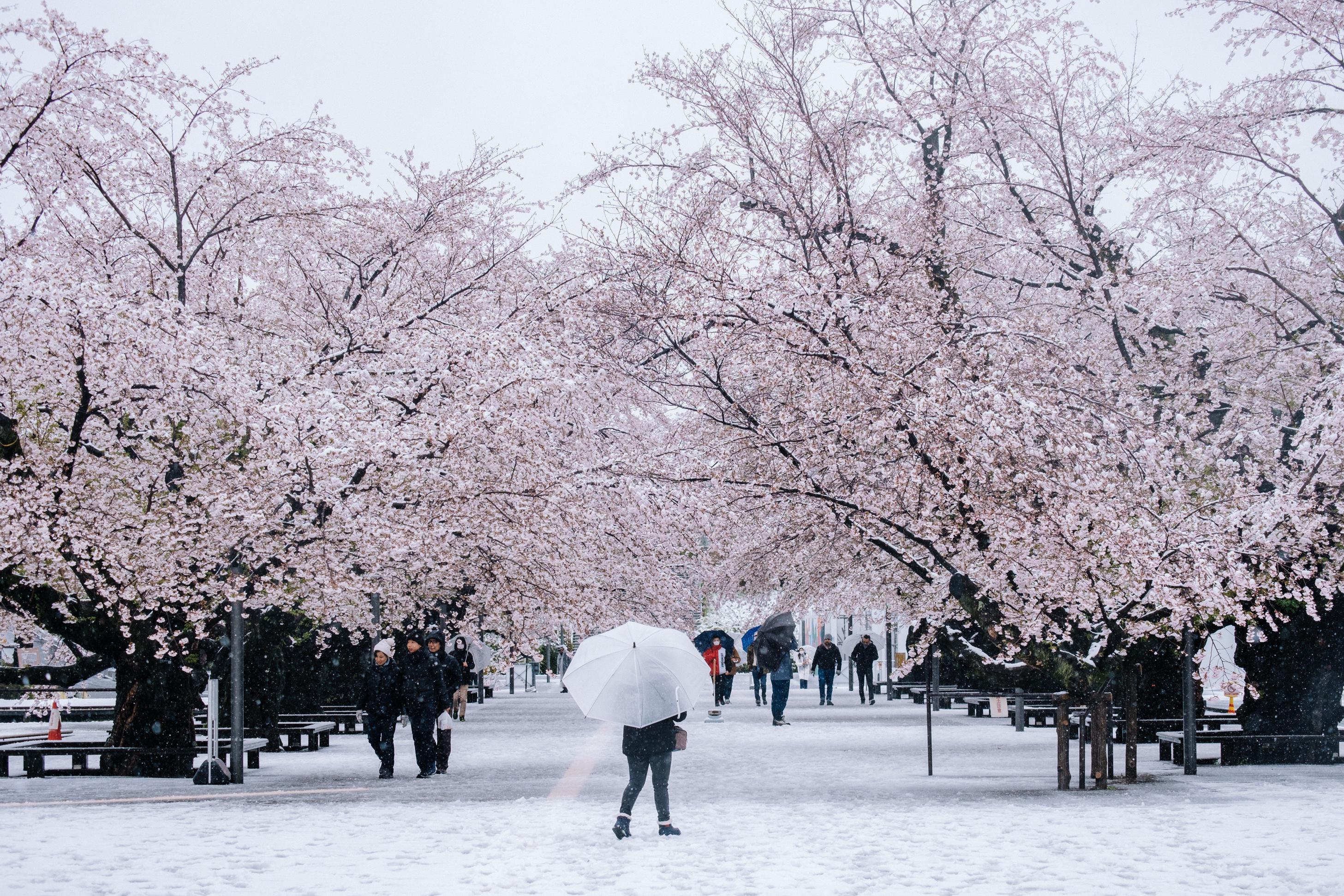 Cherry blossom and snow collaboration after heavy snow in Tokyo r/pics