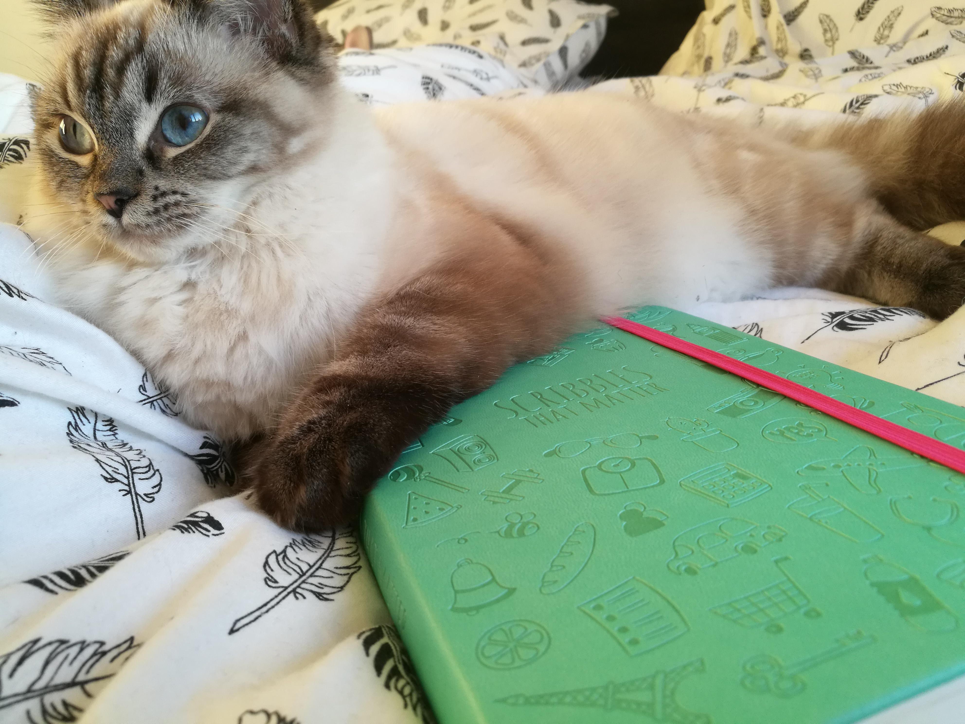 My cat is guarding my very first bullet journal for me (I'm so exited