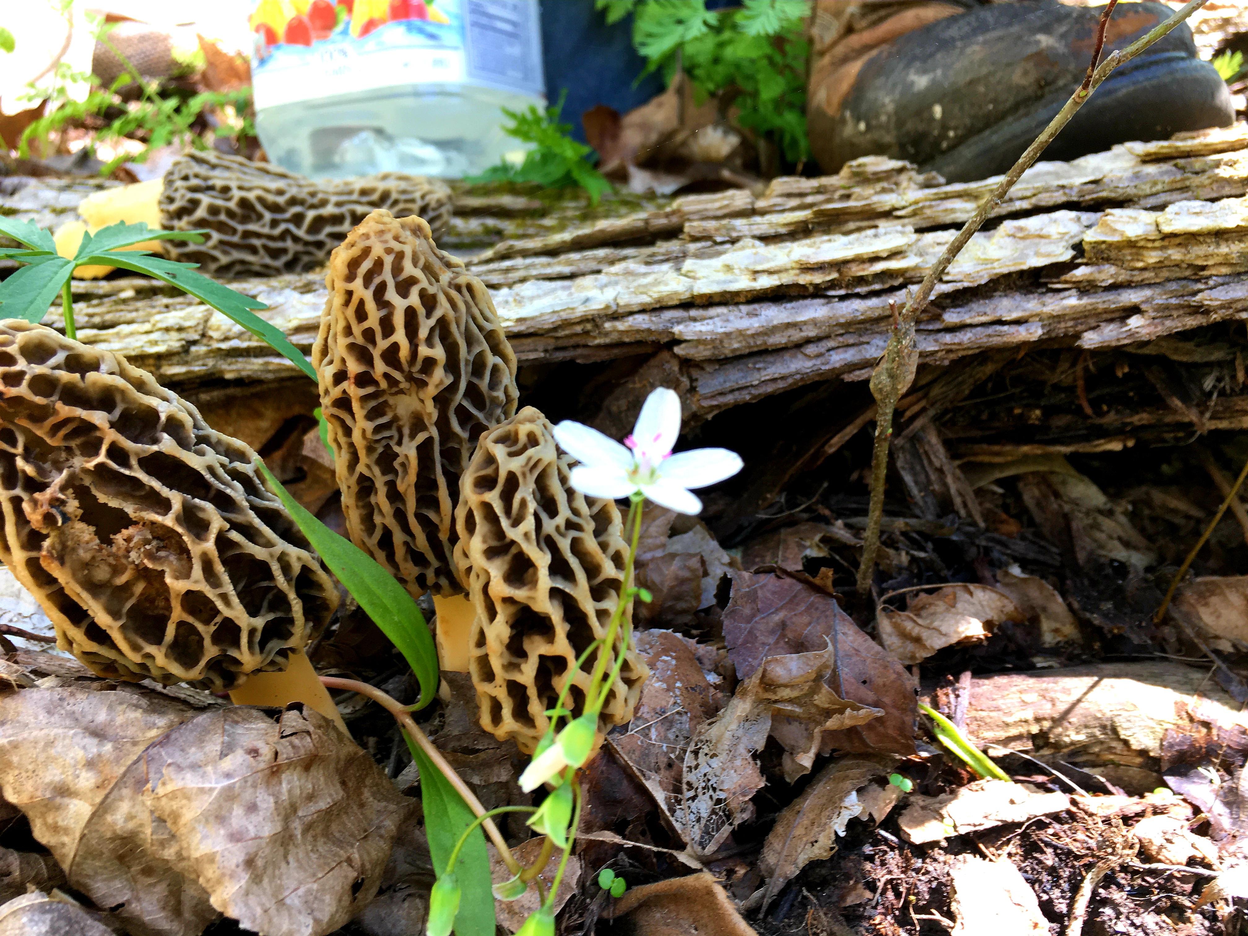 Morel photography. Almost as fun as finding them! Central Illinois r