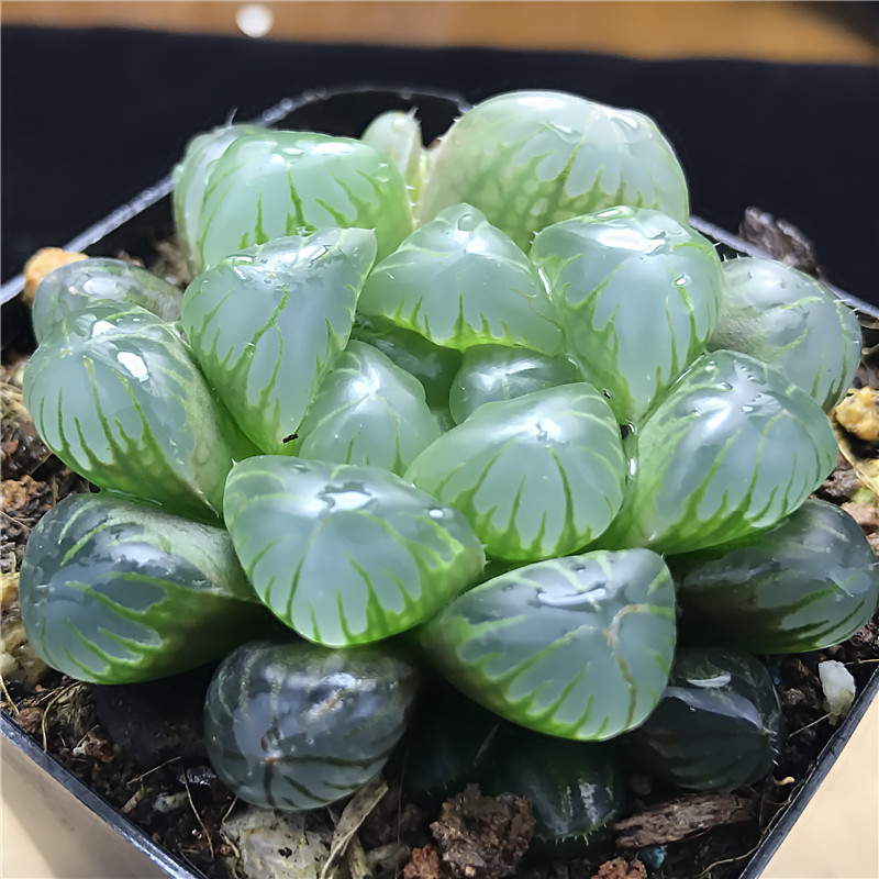HaworthiaLike crystal flower r/succulents