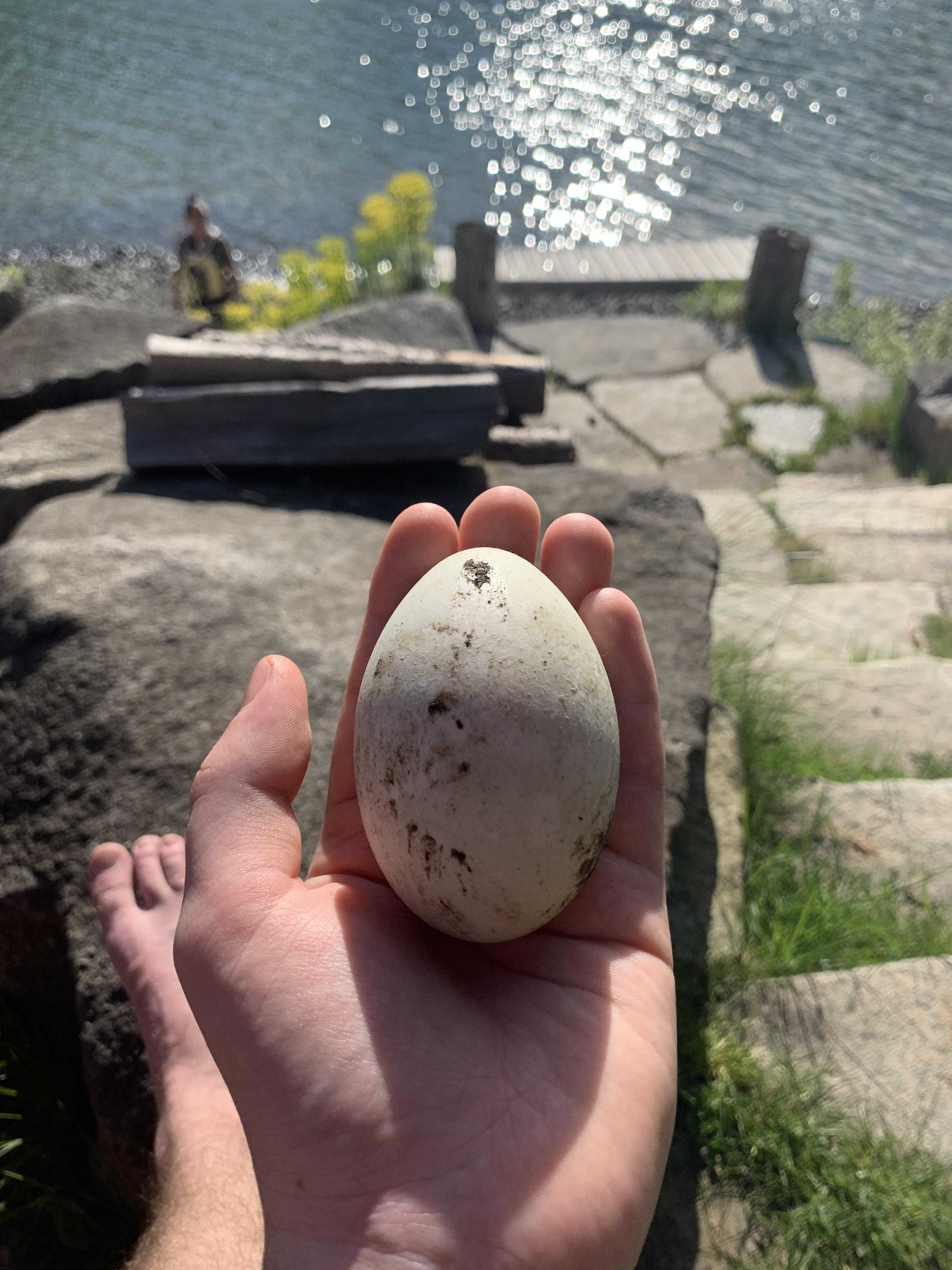 Found this egg floating in shallow water about 5ft from the shore
