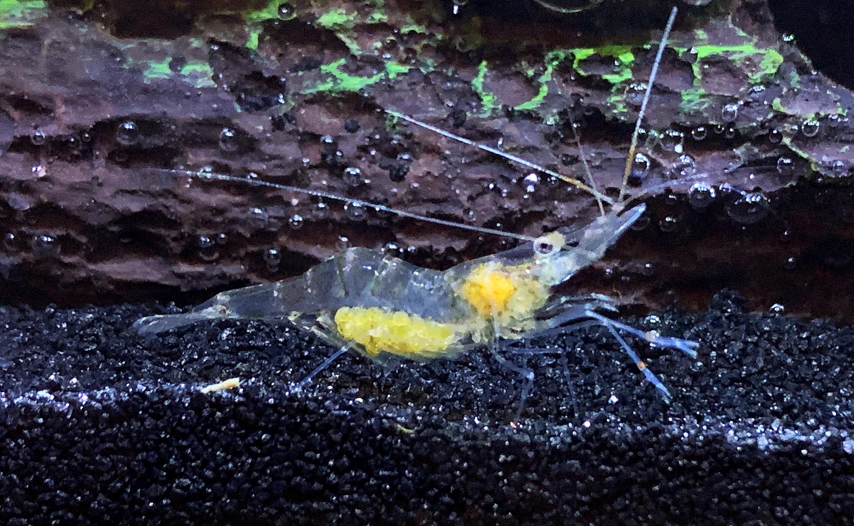 "My ghost shrimp and her eggs." Mildly Interesting