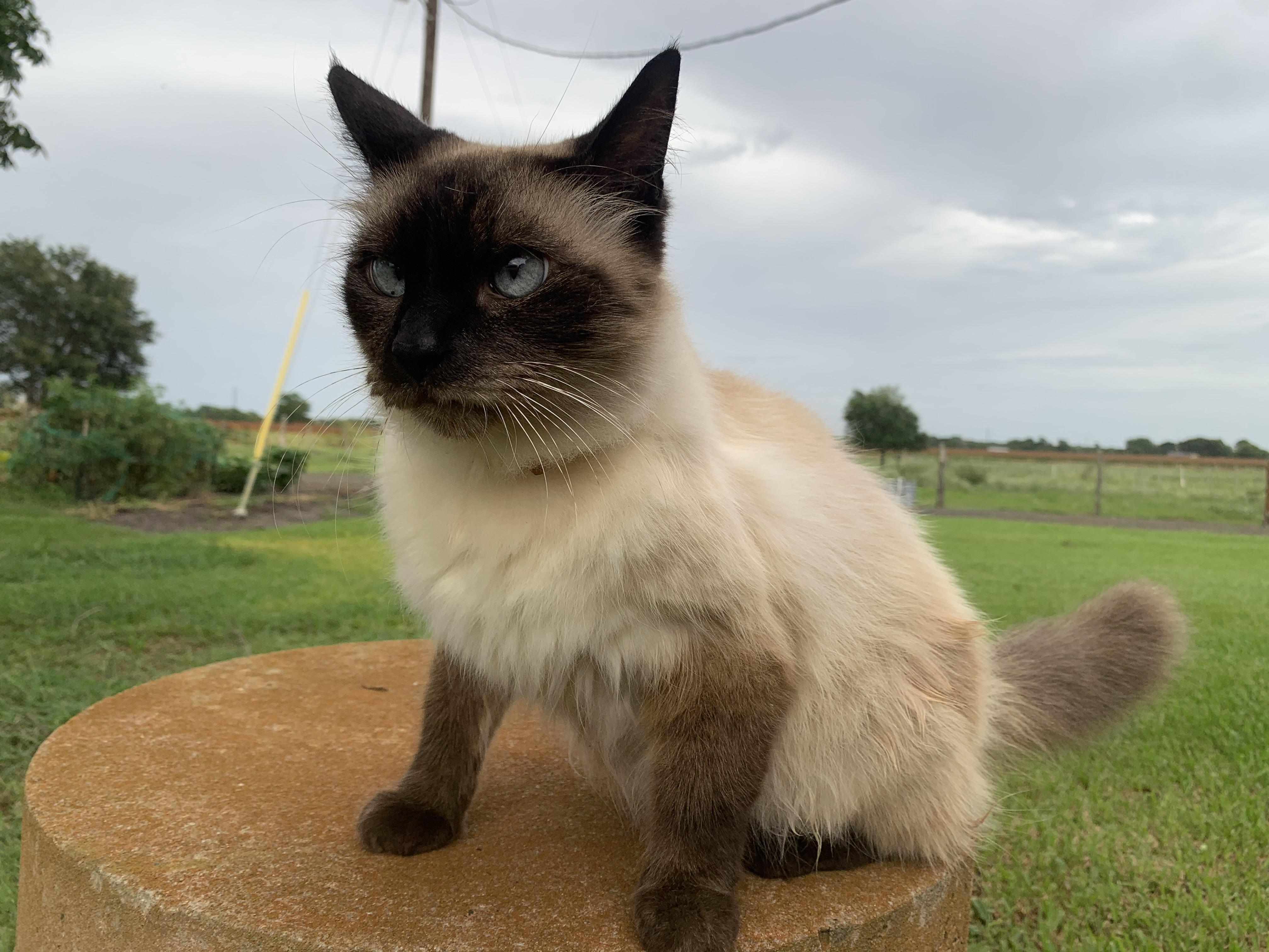 This is my cat Gizmo... I’ve had him for 11 years and he loves my