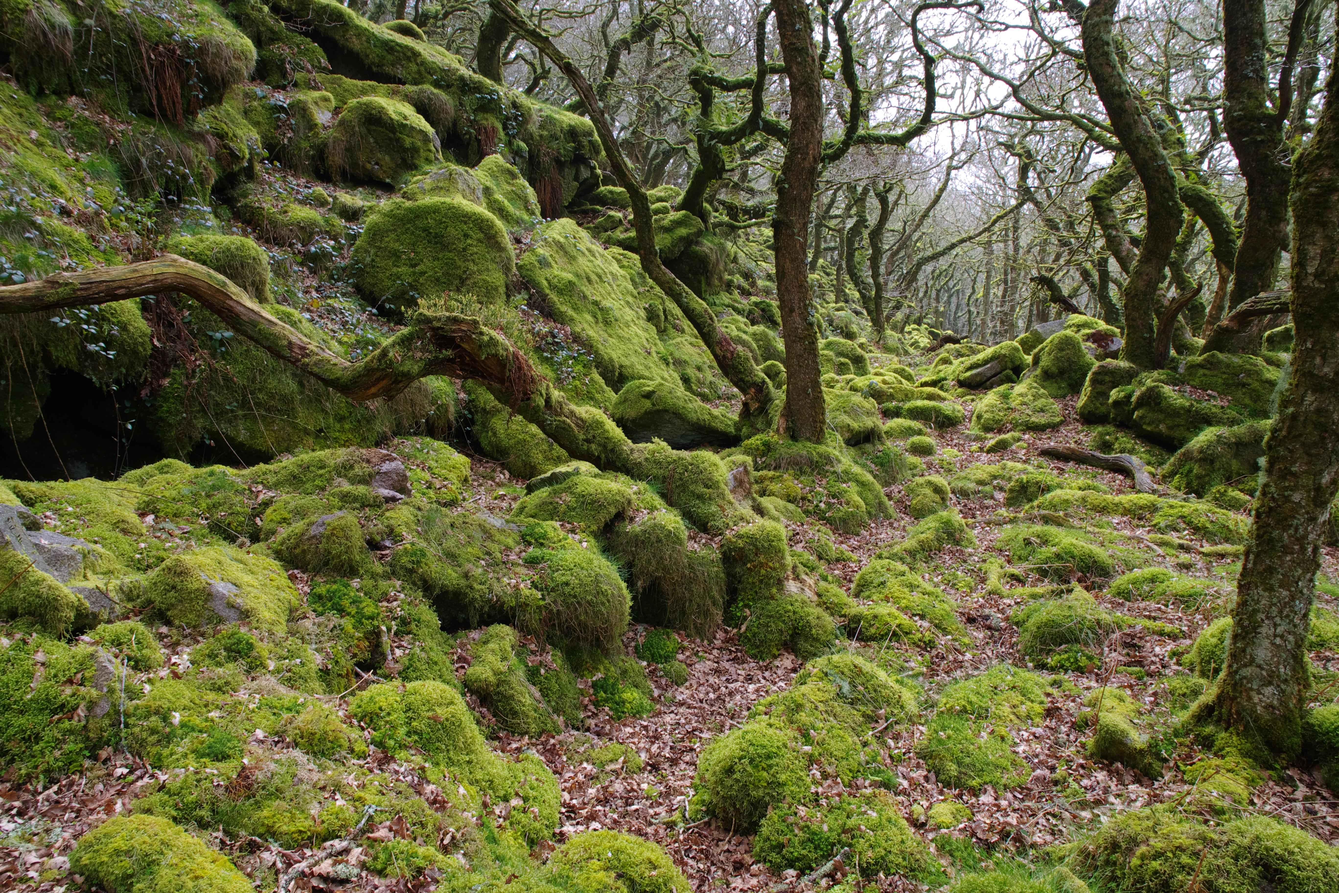 Ancient moss covered stunted oak woodland, Piles Copse Dartmoor UK (OC