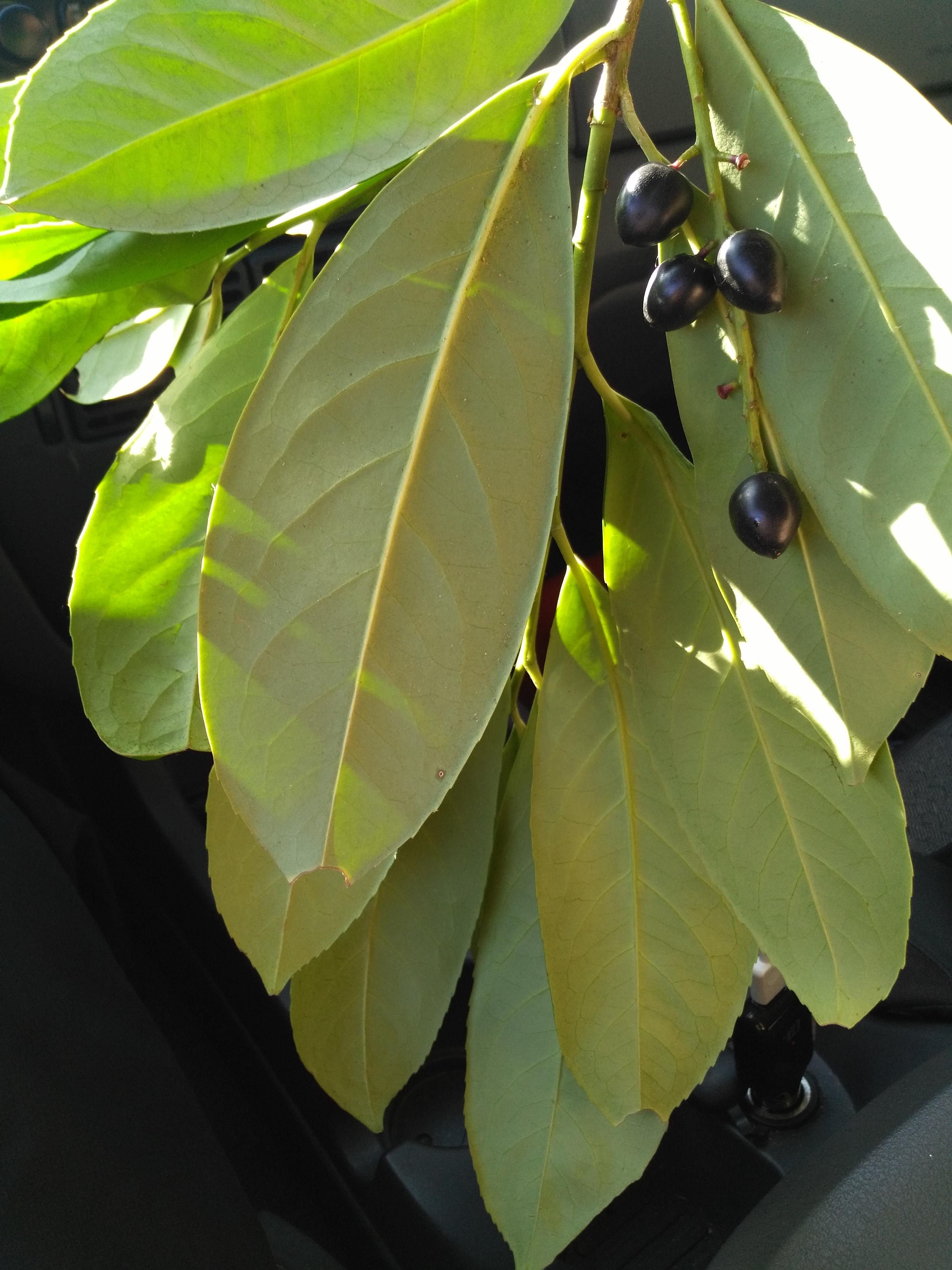 Is this black cherries? r/whatsthisplant