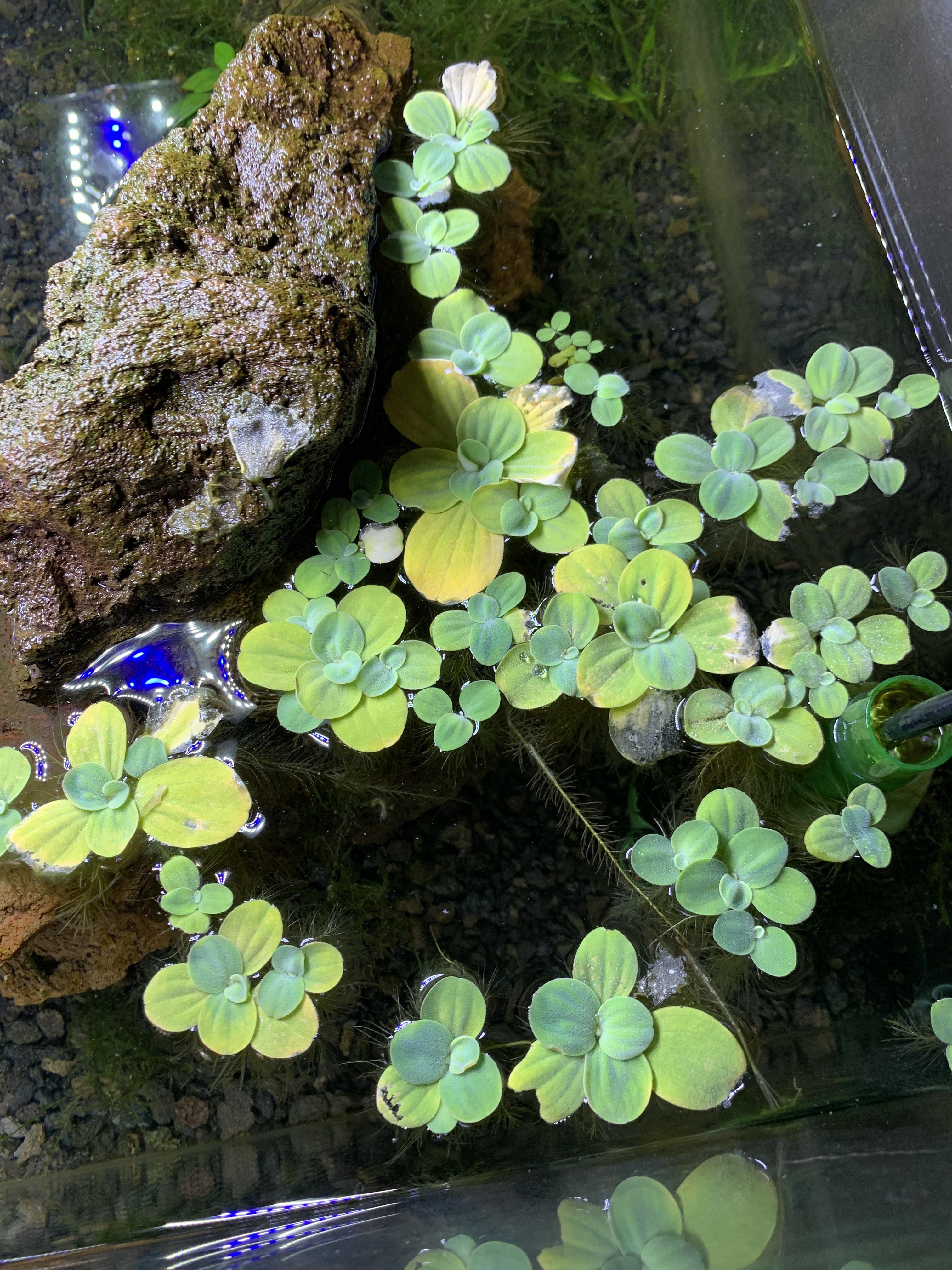 Why do my plants look so sad? r/PlantedTank