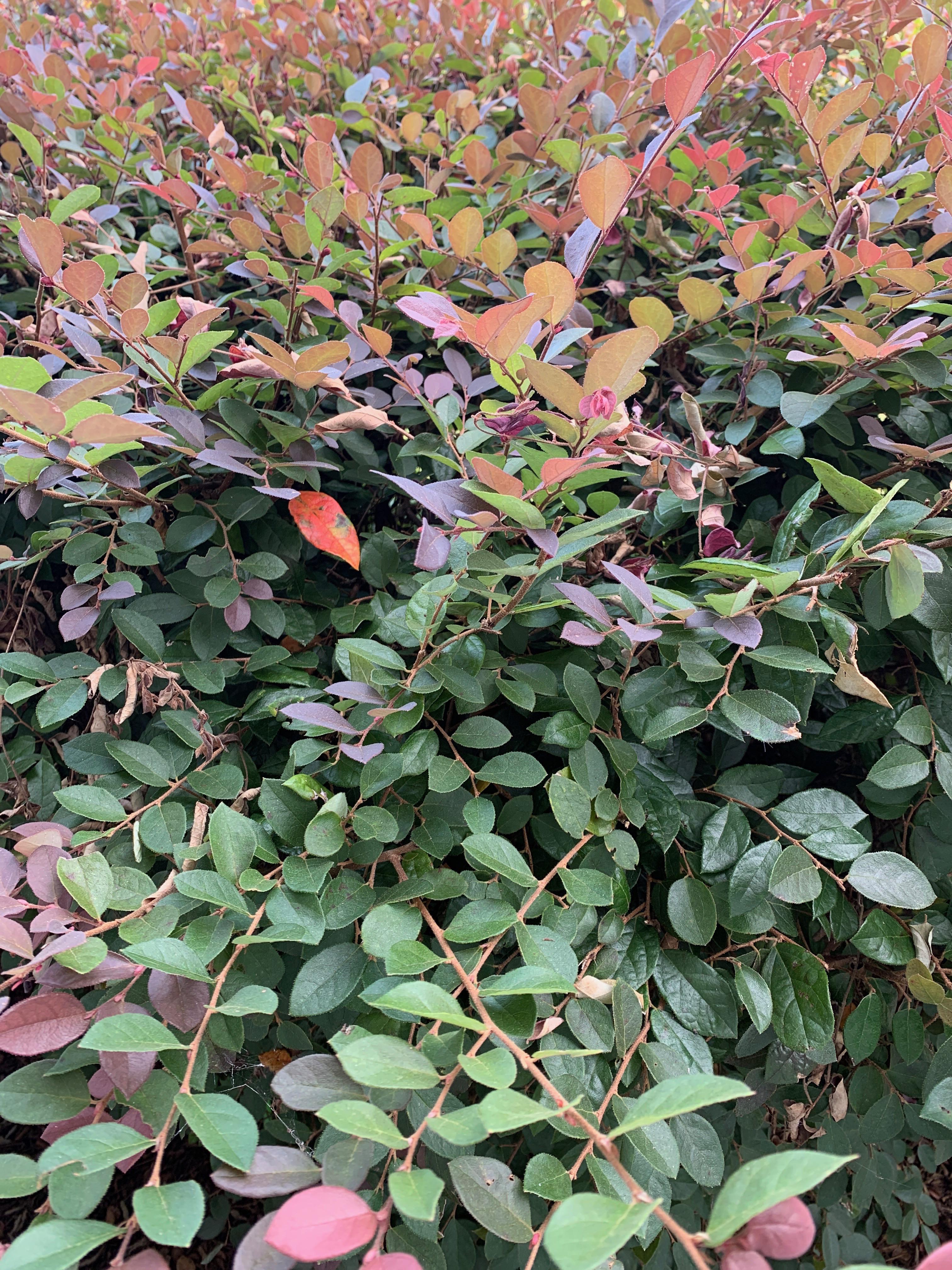 Help! Beautiful hedge in South Carolina. Showing some great fall color