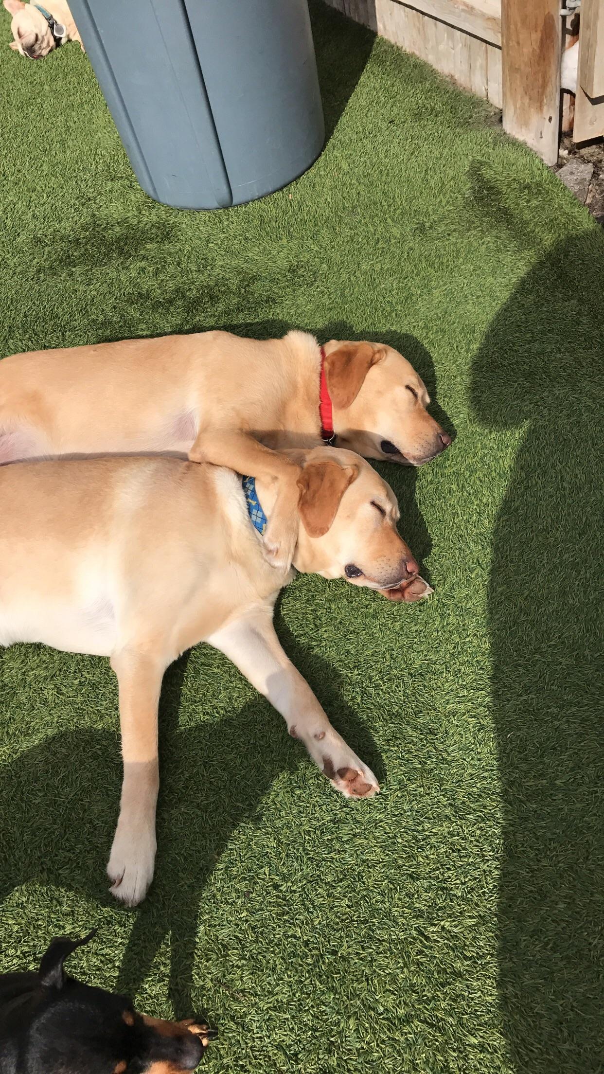 I work at a doggy daycare. Sometimes the two litter mates who come here
