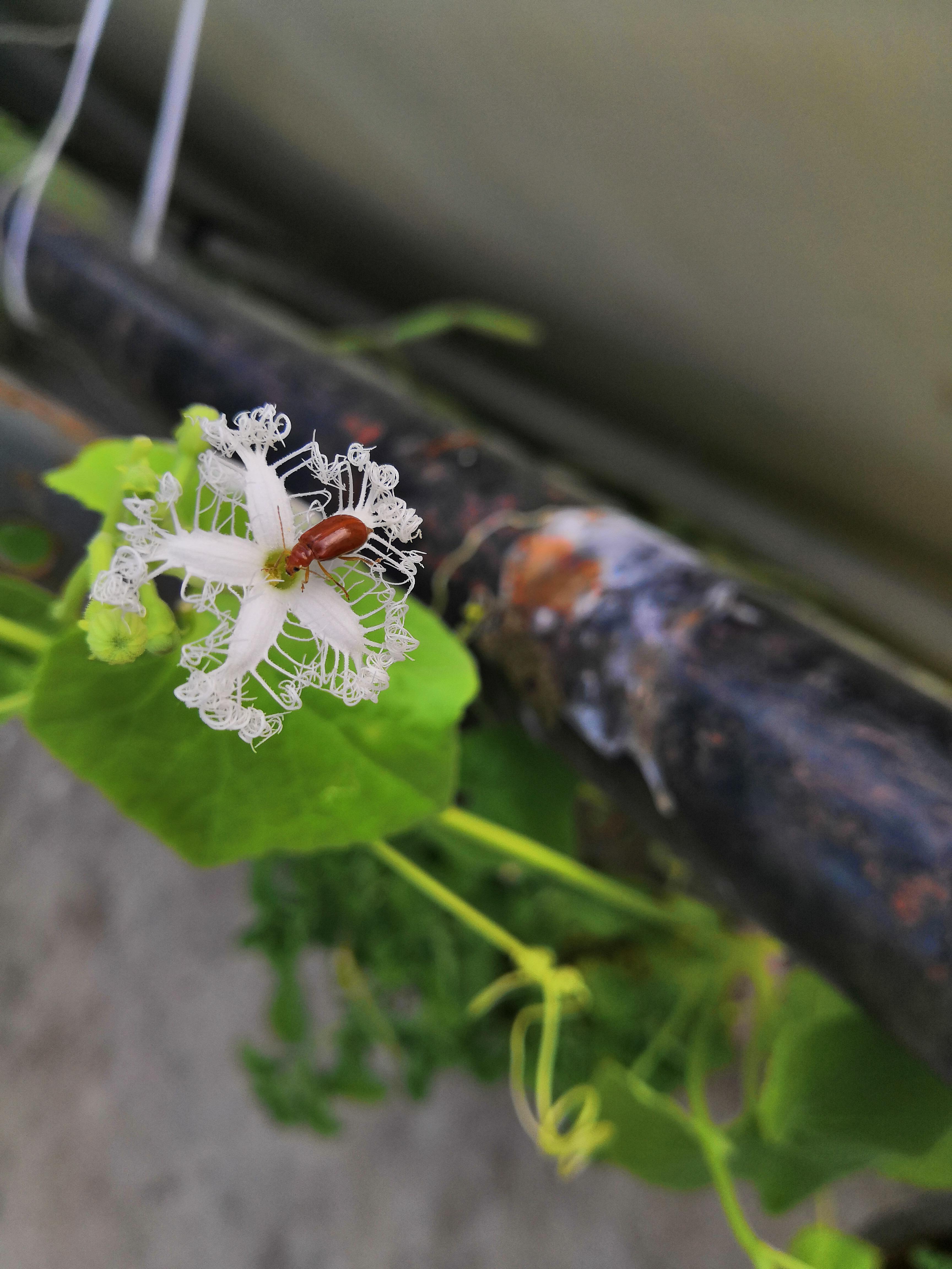 [Shot on HONOR 10] Insects finds the way to its flower r/Honor