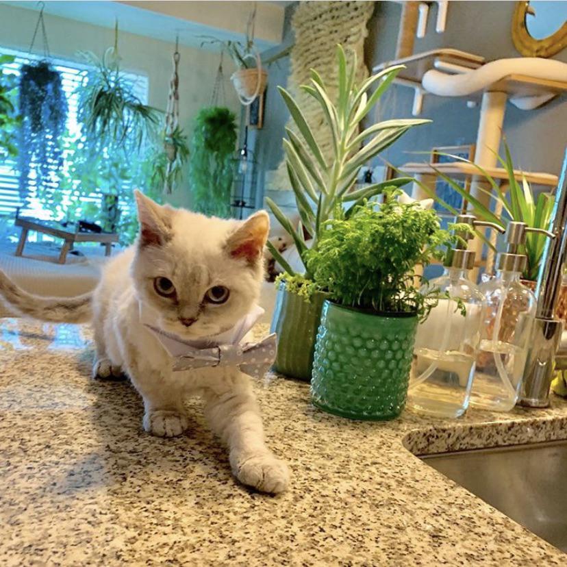 What catsafe houseplants do you r/CatsAndPlants