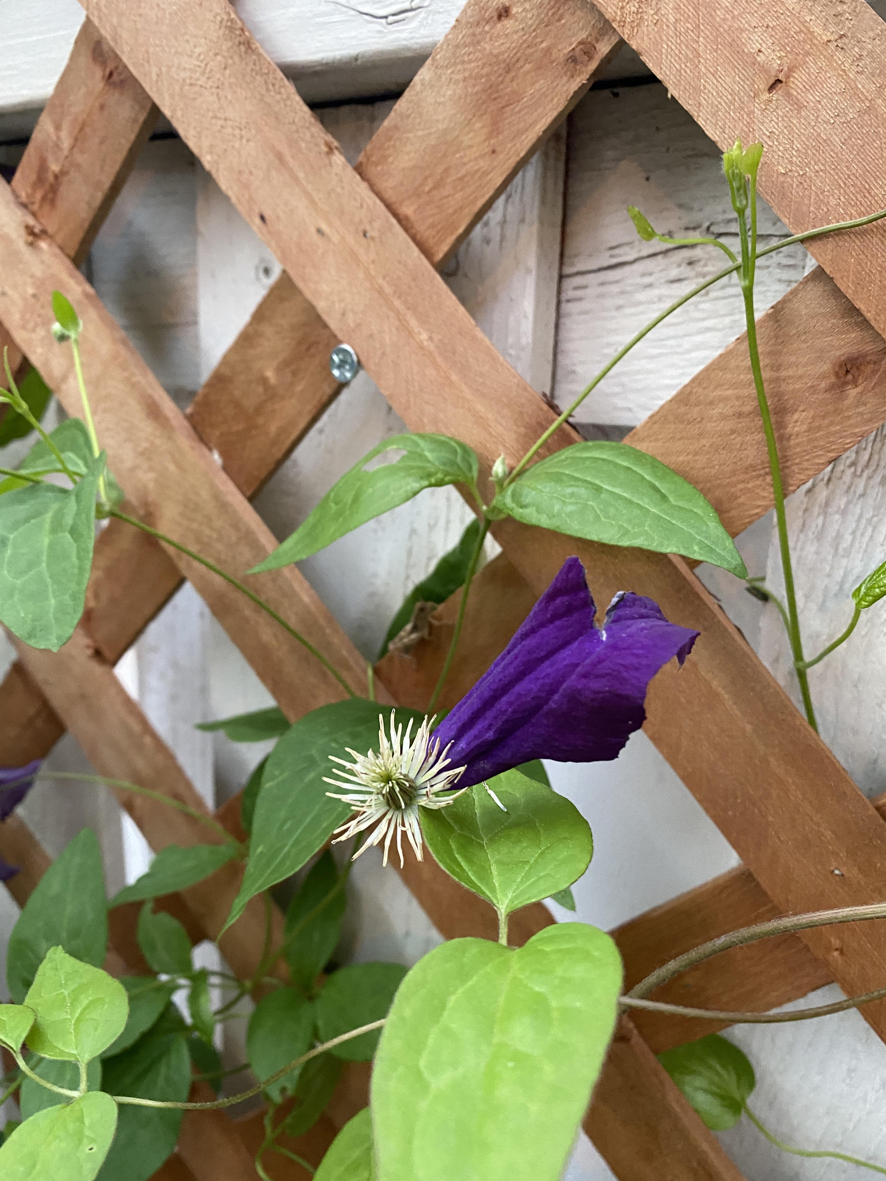 Do clematis lose their petals with age or is something eating them? r