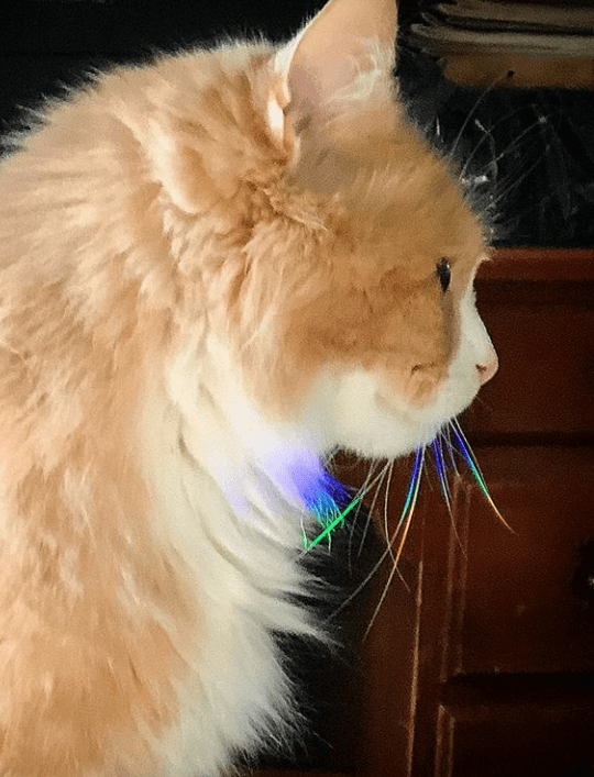 The rainbow colours on this cat's whiskers r/mildlyinteresting