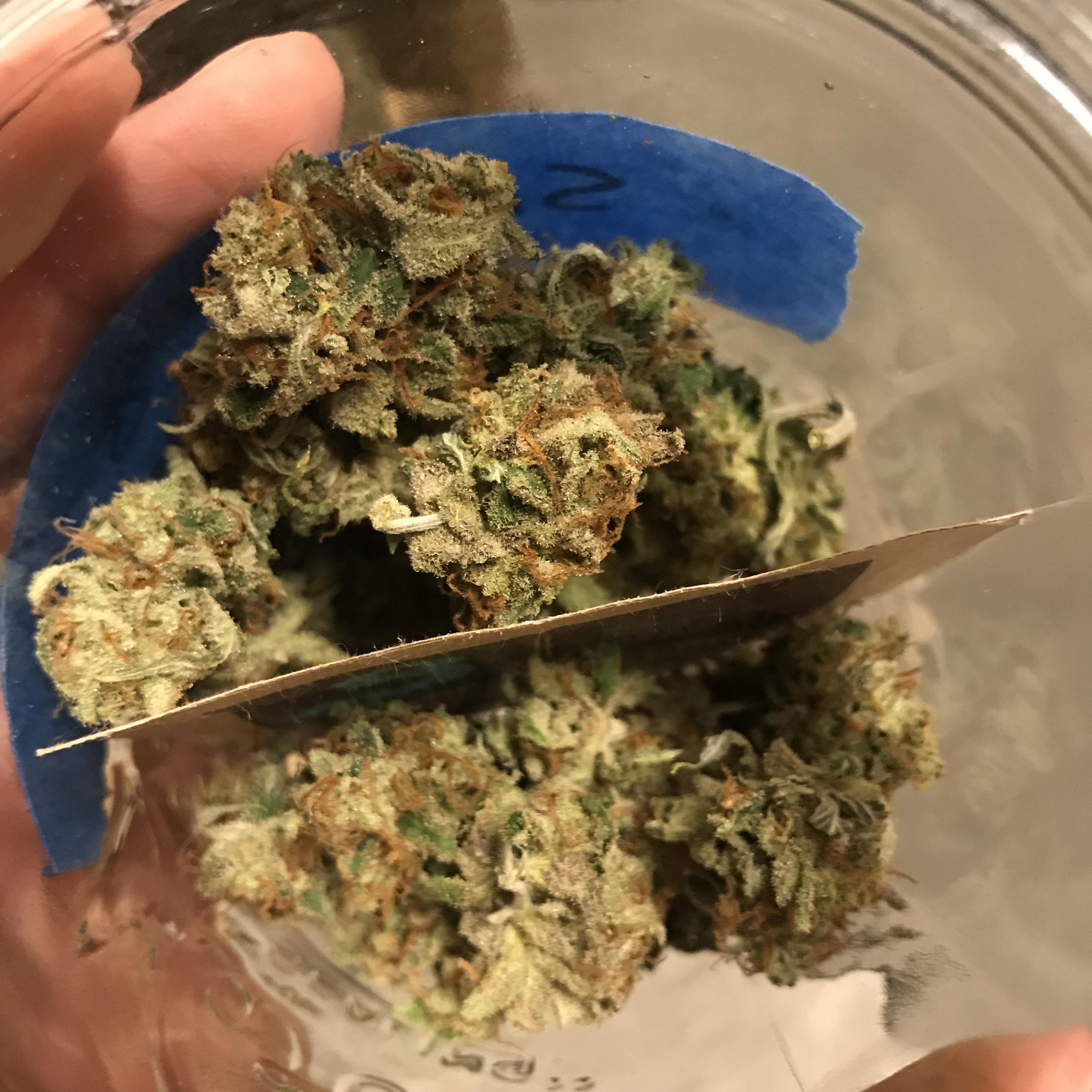 Super Lemon Haze in cure! First grow r/microgrowery