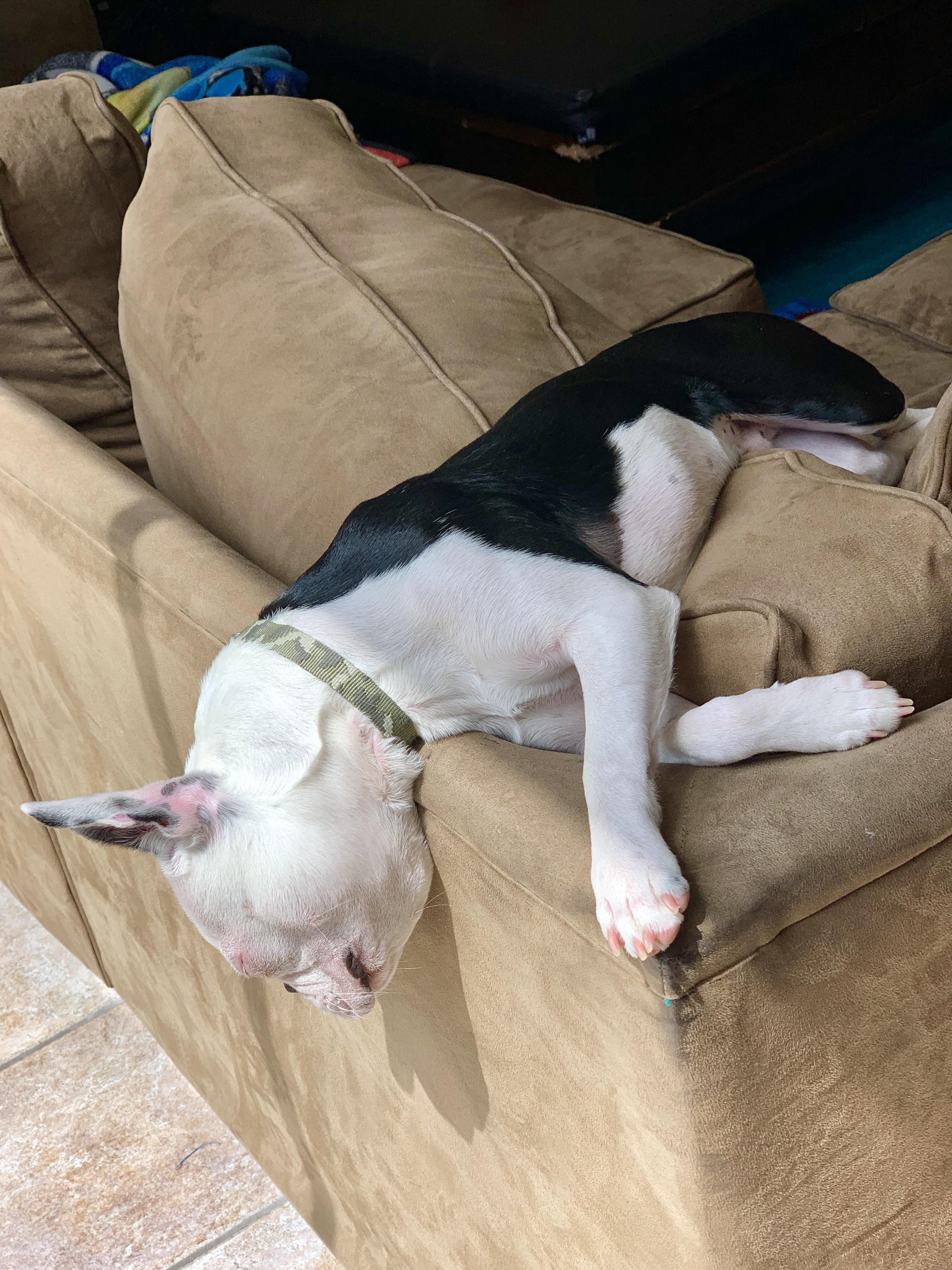 How my dog “taco” likes to sleep. He’s also deaf and a great dog 🐶 🌮 r/pics