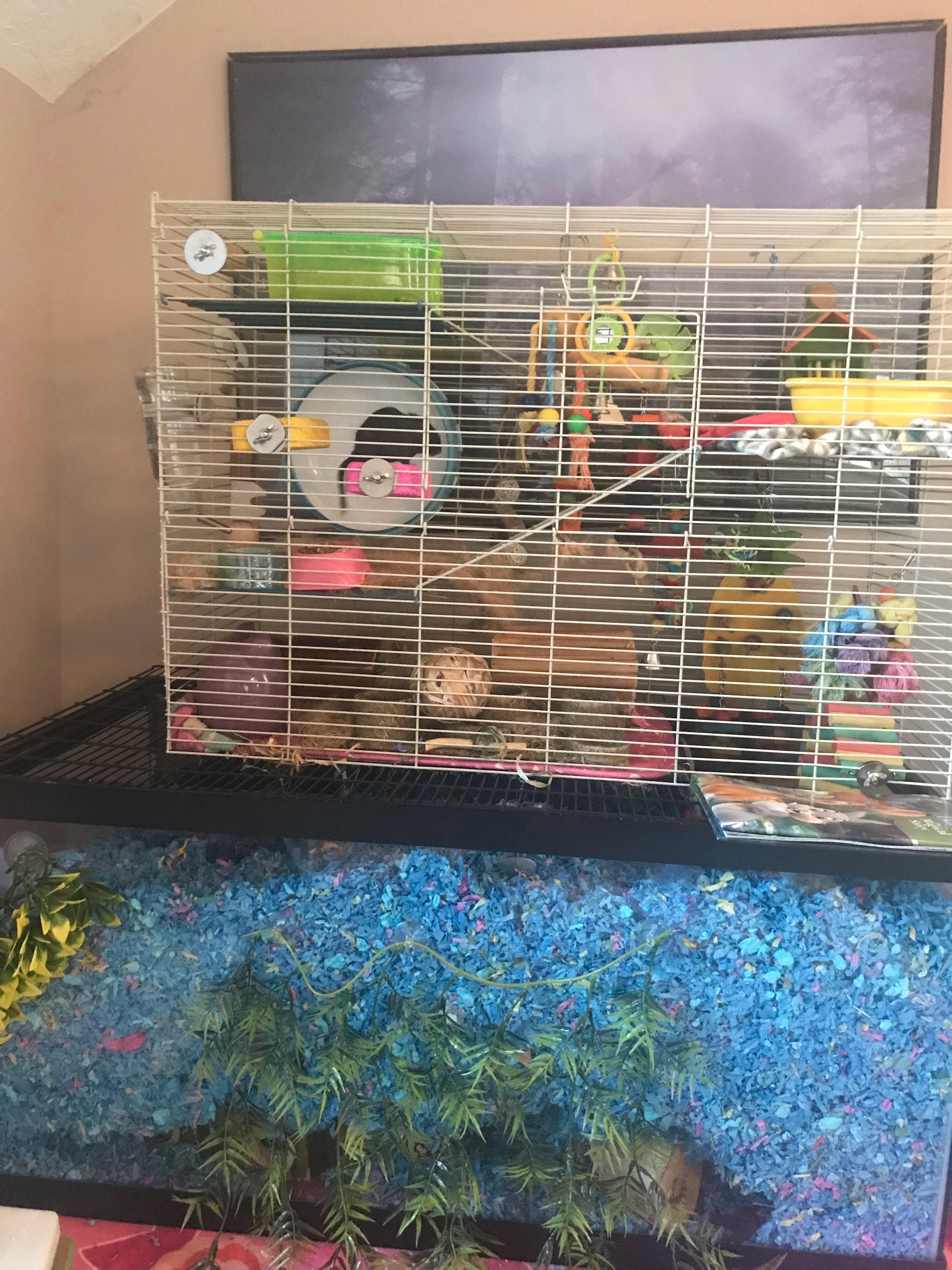 just wanted to share my 40 gallon tank with a DIY topper ) r/gerbil