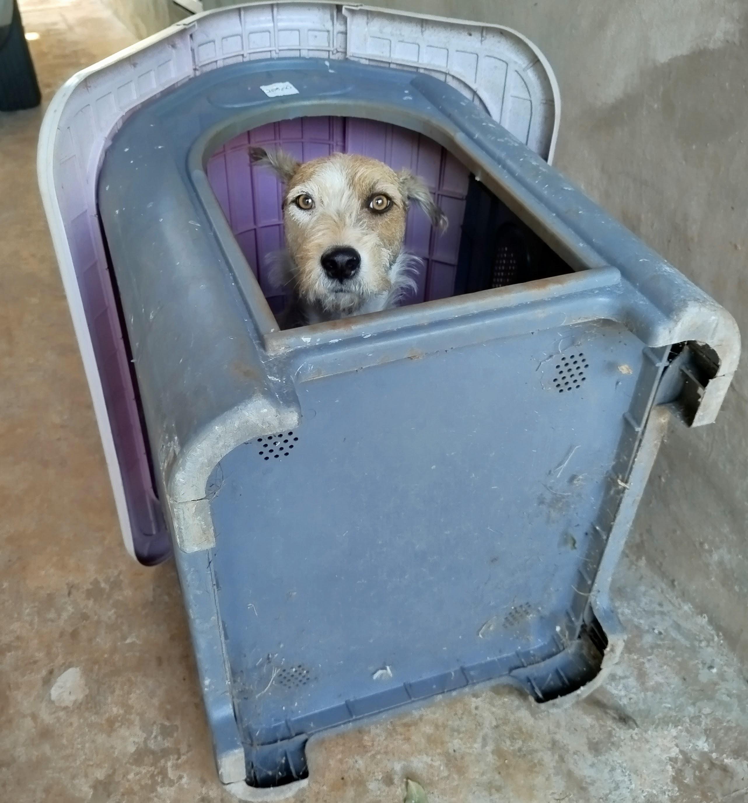 My dog destroyed my father’s flowers so he grounded her Images