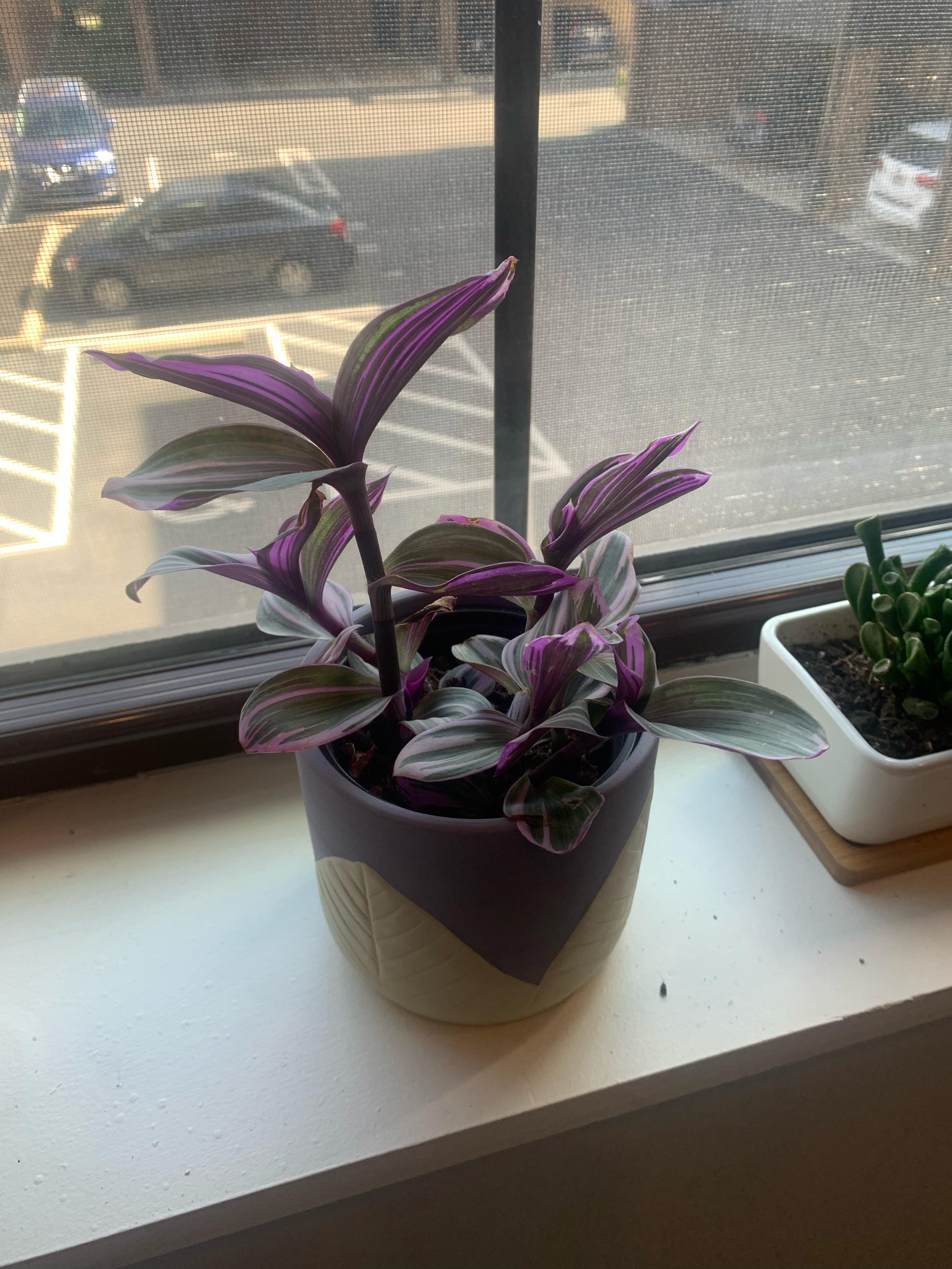 Help, idk what I’m doing. My mom got me this plant from Kroger and I