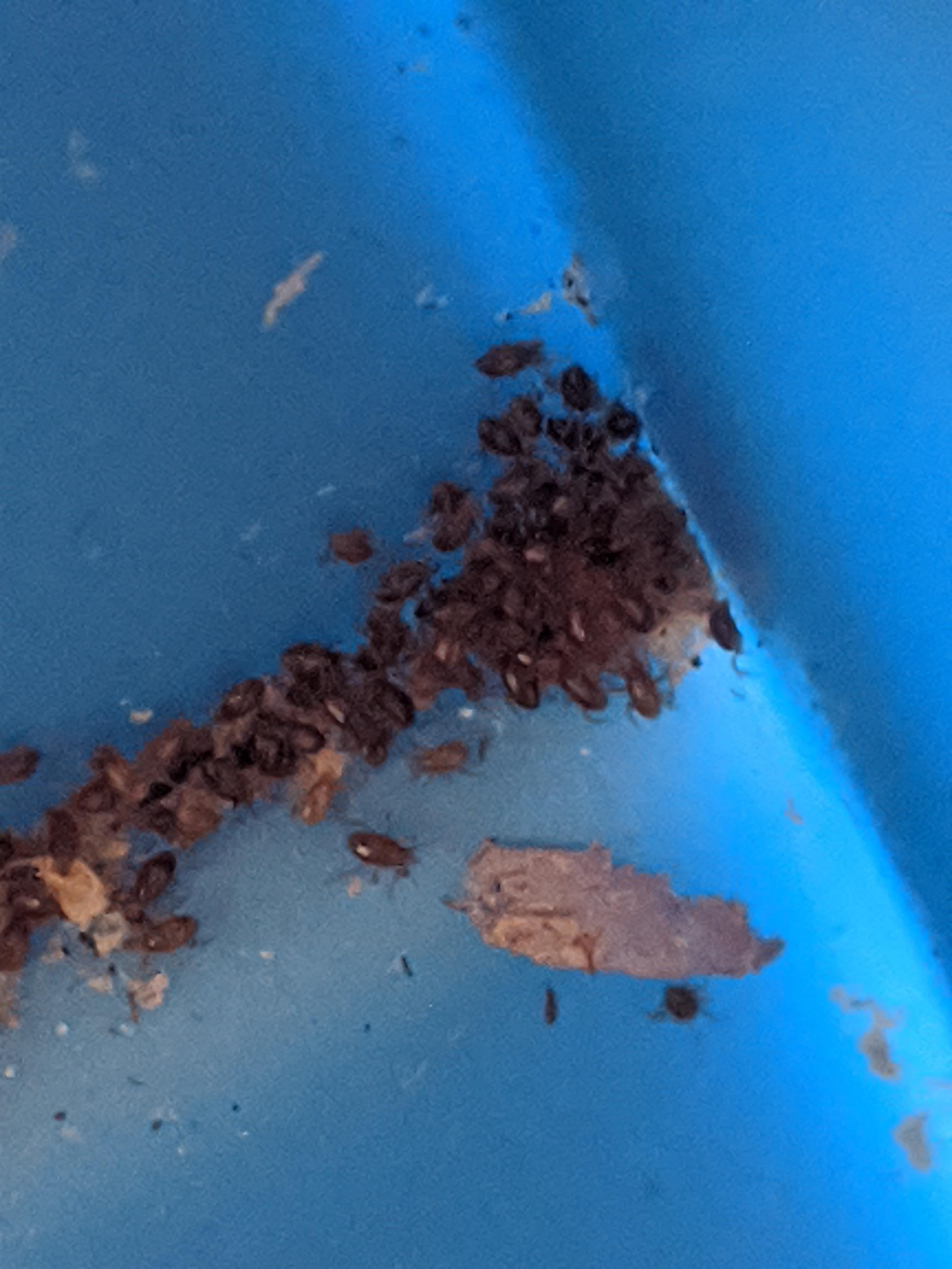 Found in a worm bin...do I have mites ? r/whatsthisbug