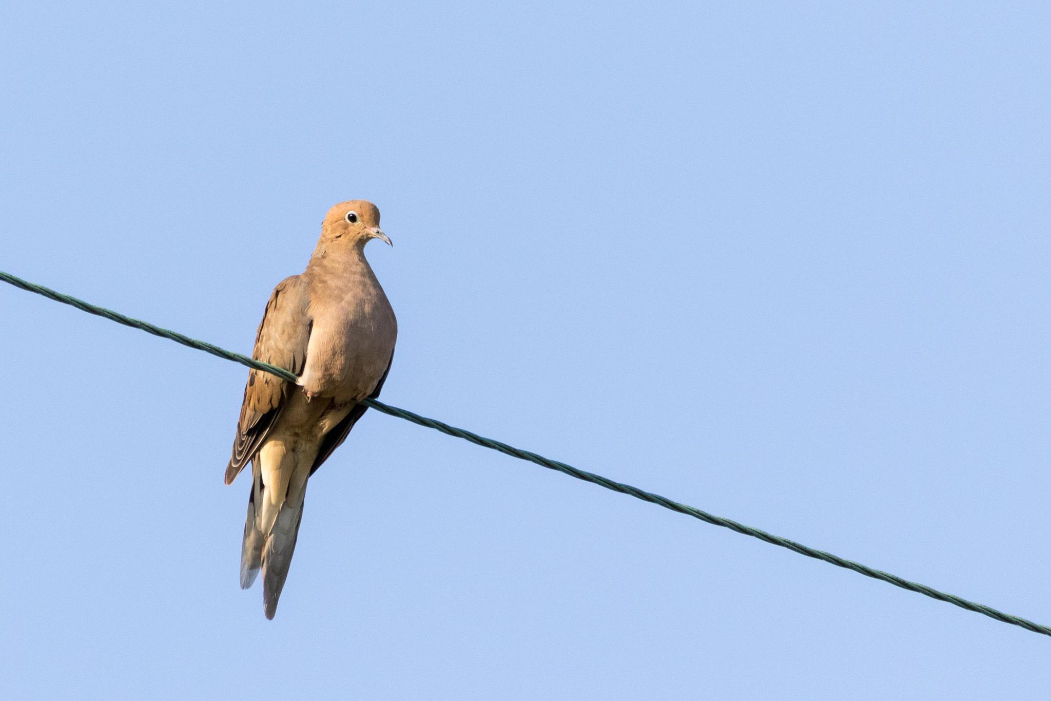 Dove? What kind? Photographed in Minnesota. r/whatsthisbird