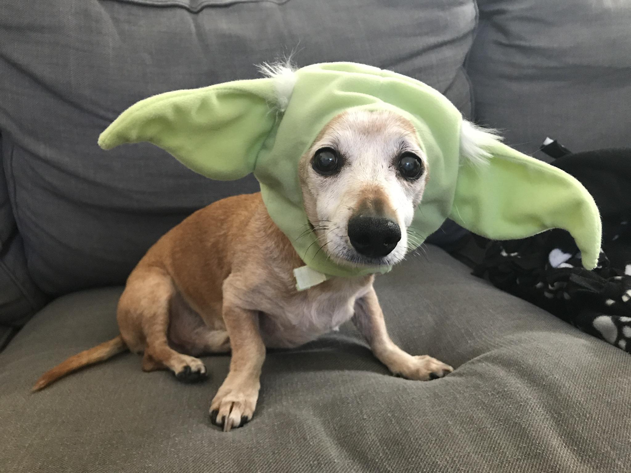 My very own Baby Yoda r/Dachshund