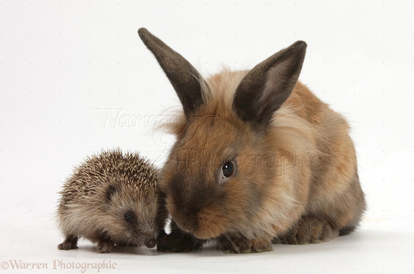 Look at this hedgehog and a bunny.. How cute r/aww