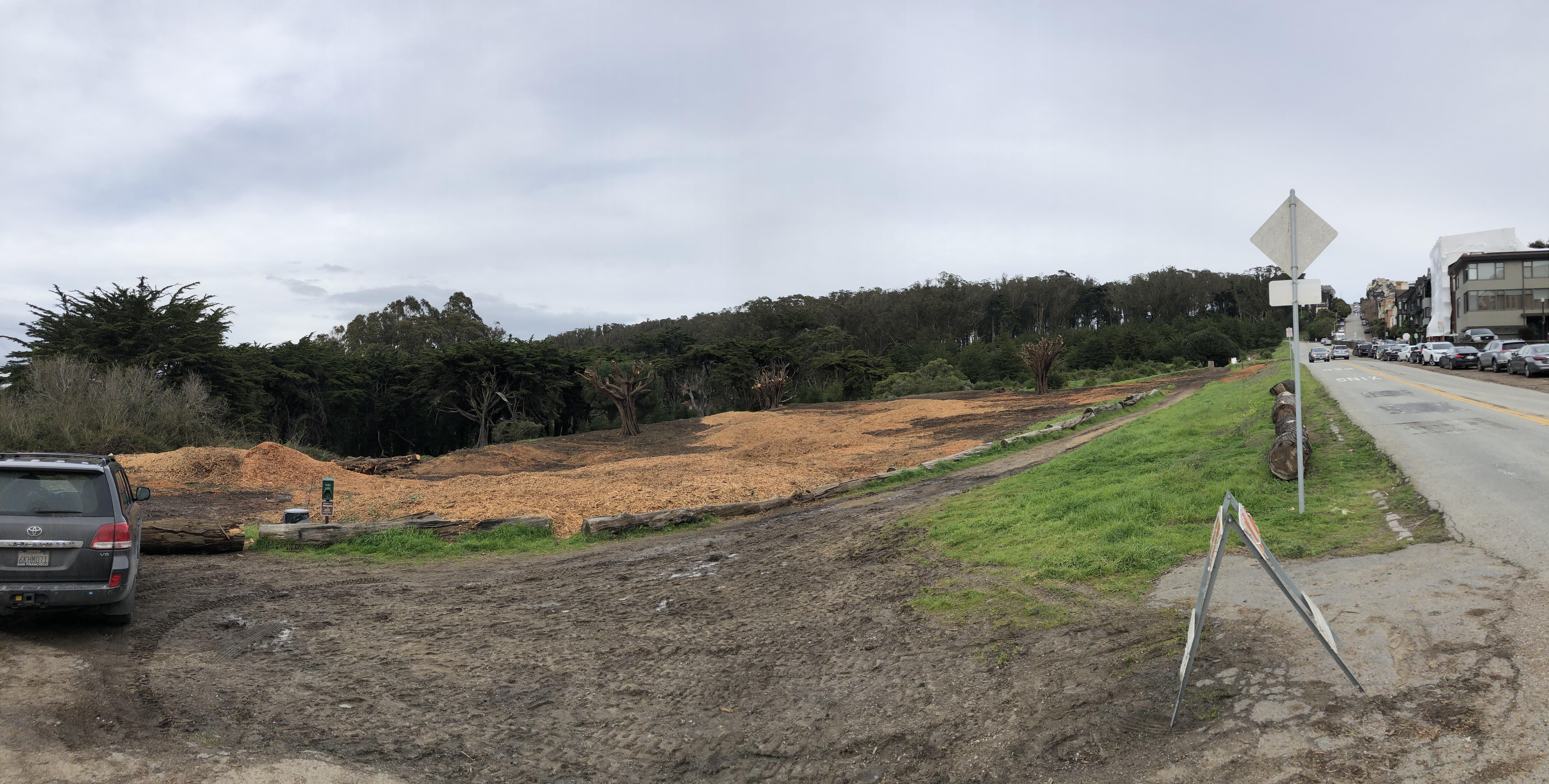 Anyone know why they cleared this huge stand of trees in the Presidio